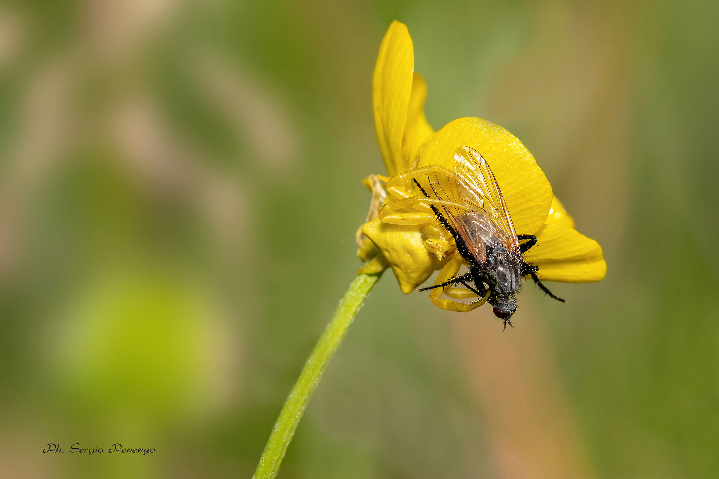 Mimetismo Ragno Granchio con preda