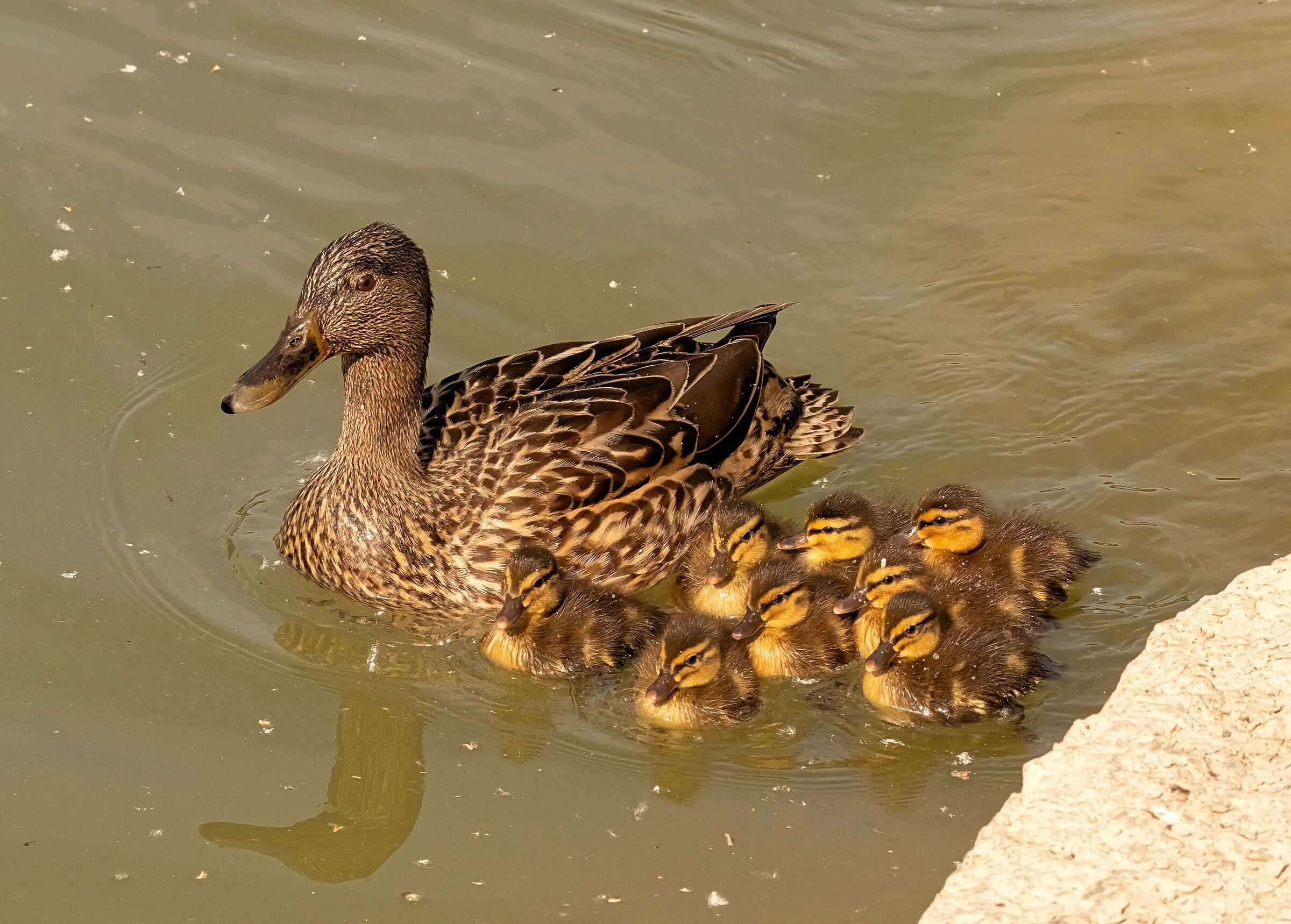 Duck Mallard with 8 small 8/05/2021