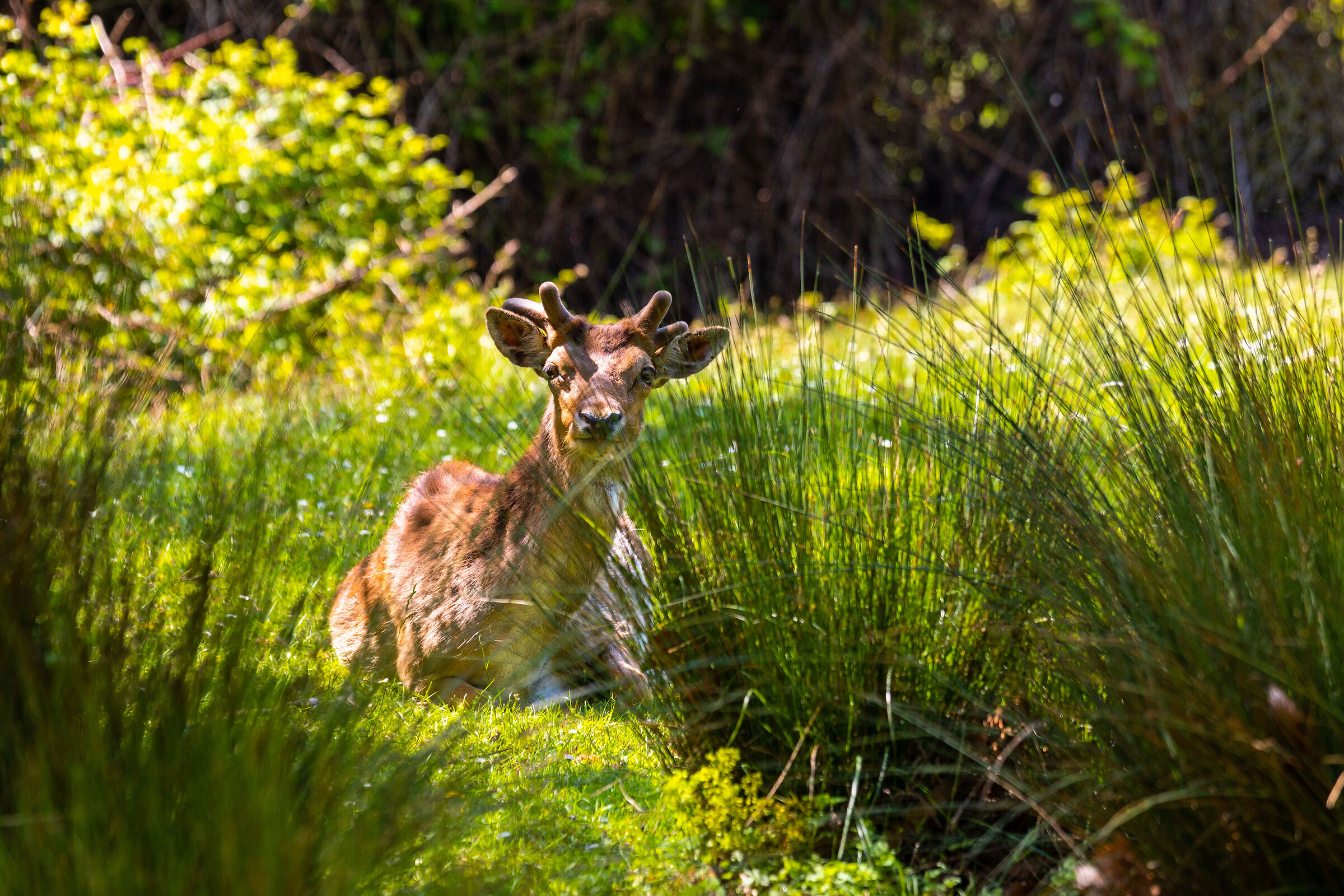 fallow deer
