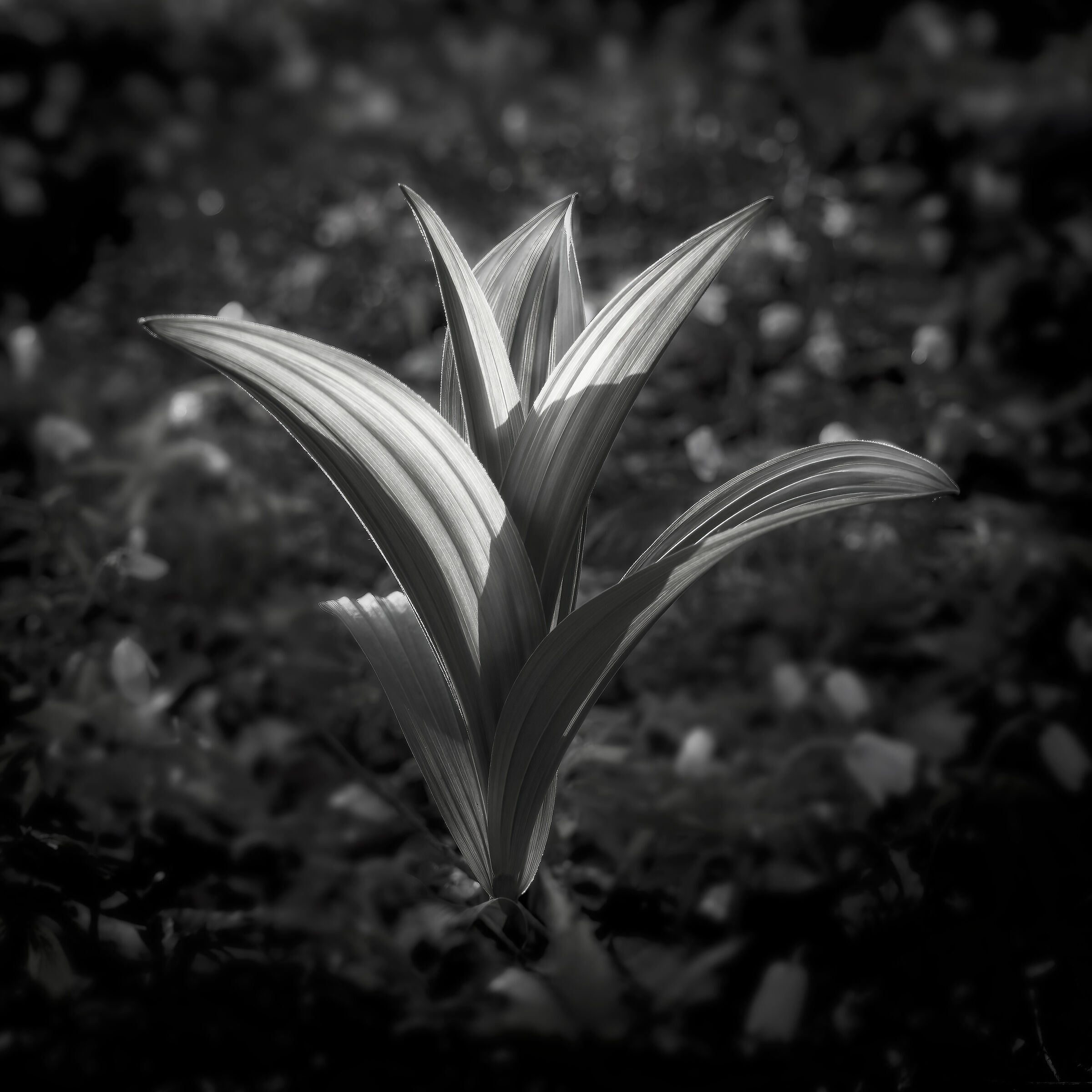 Incontro nel Bosco 2