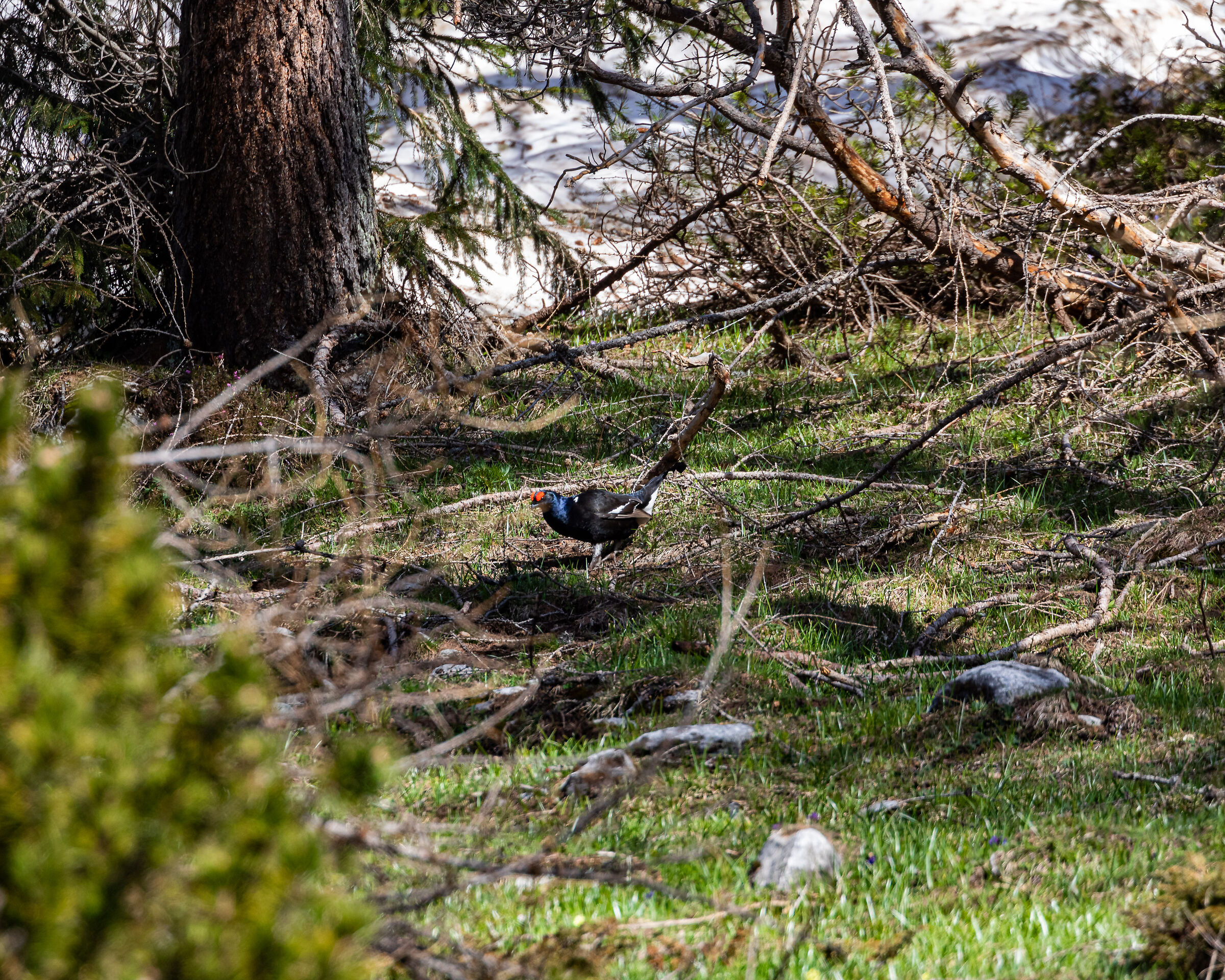 black grouse