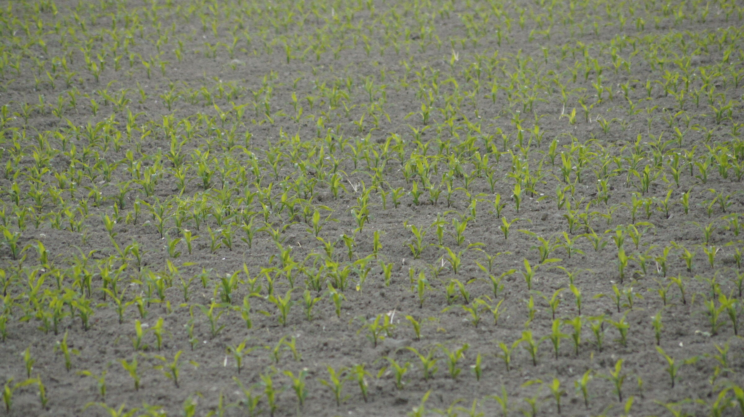 corn grows 1