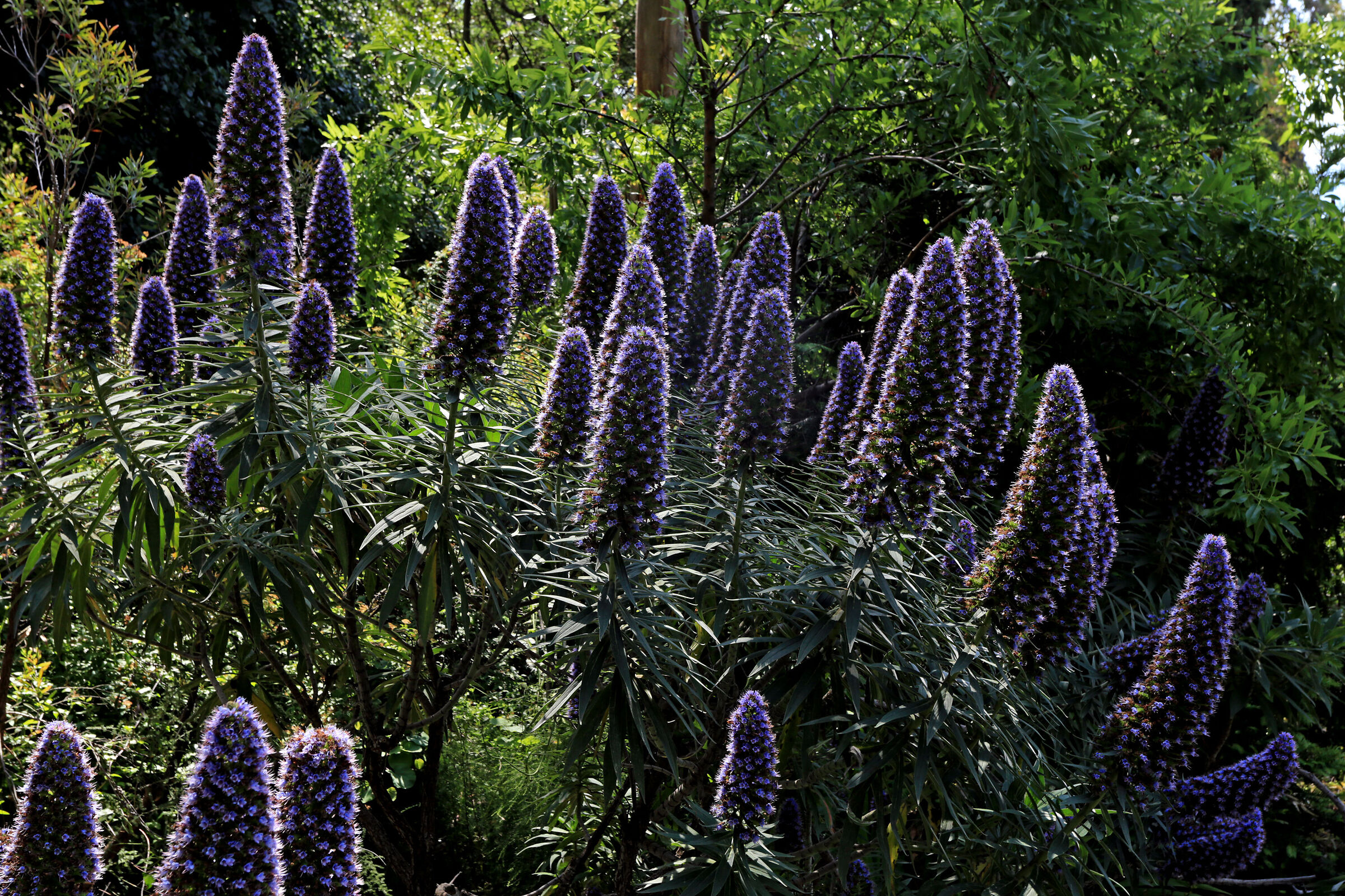 Echium Fastuosum
