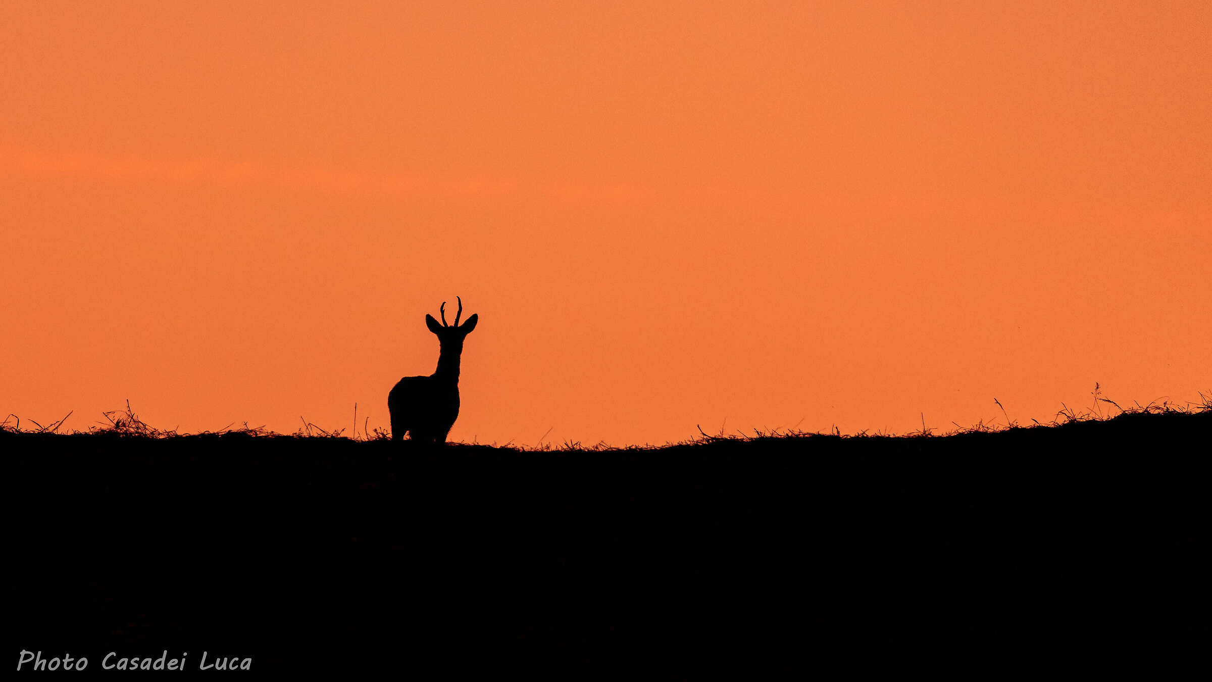 Check the Roe deer from Mt.