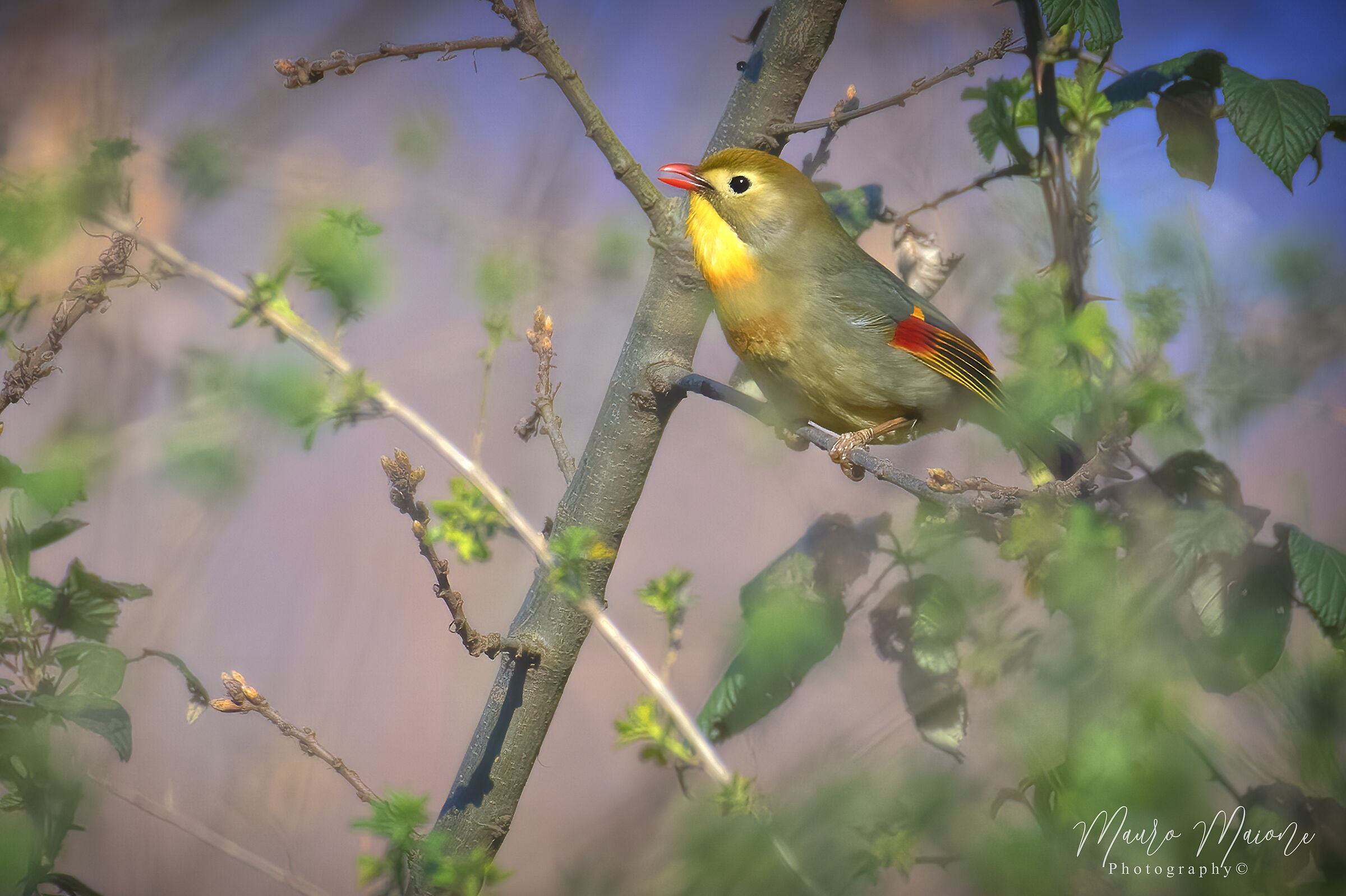 Usignolo del Giappone