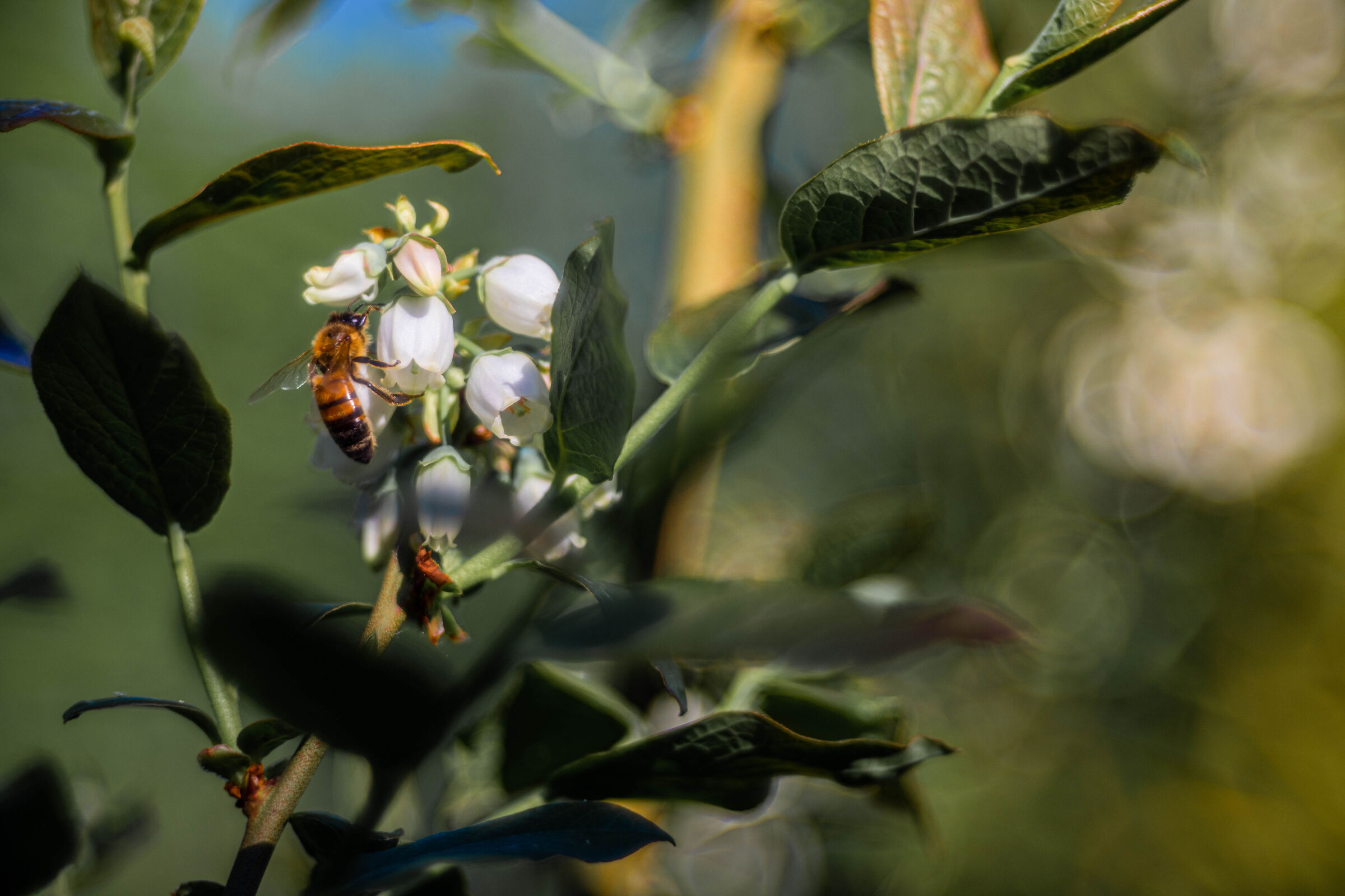 Mirtillo americano, ape nostrana