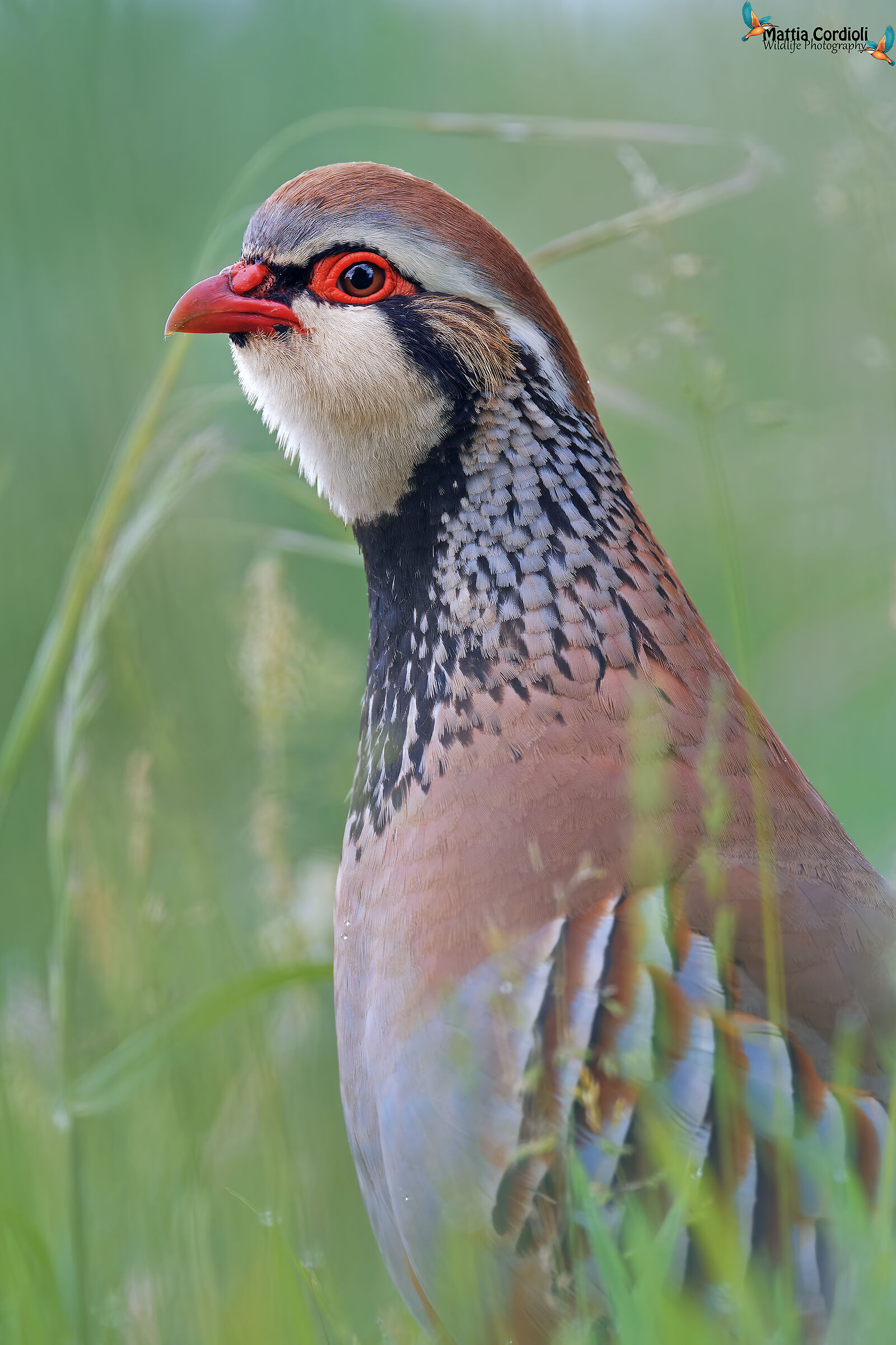 Red Partridge Portrait