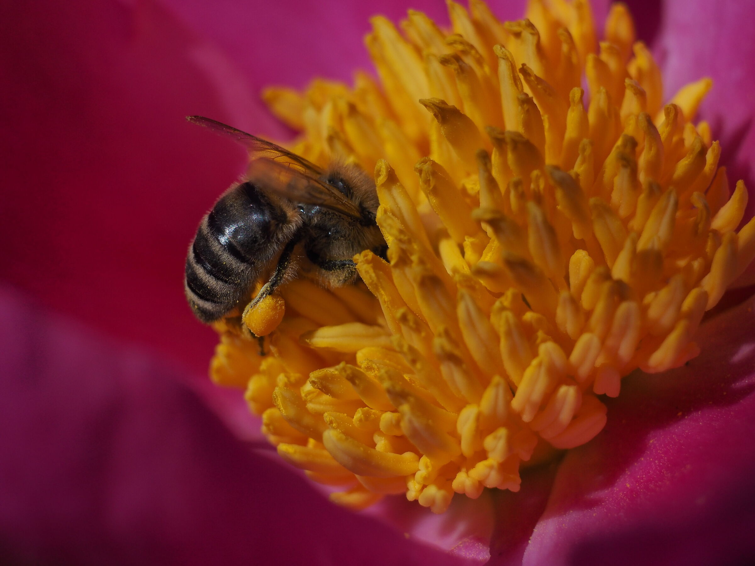 Eppure l'avevo messa proprio qui...