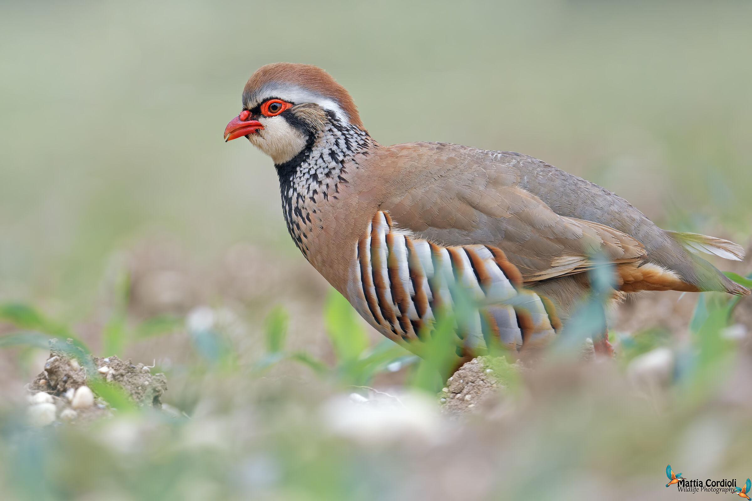 Red Partridge