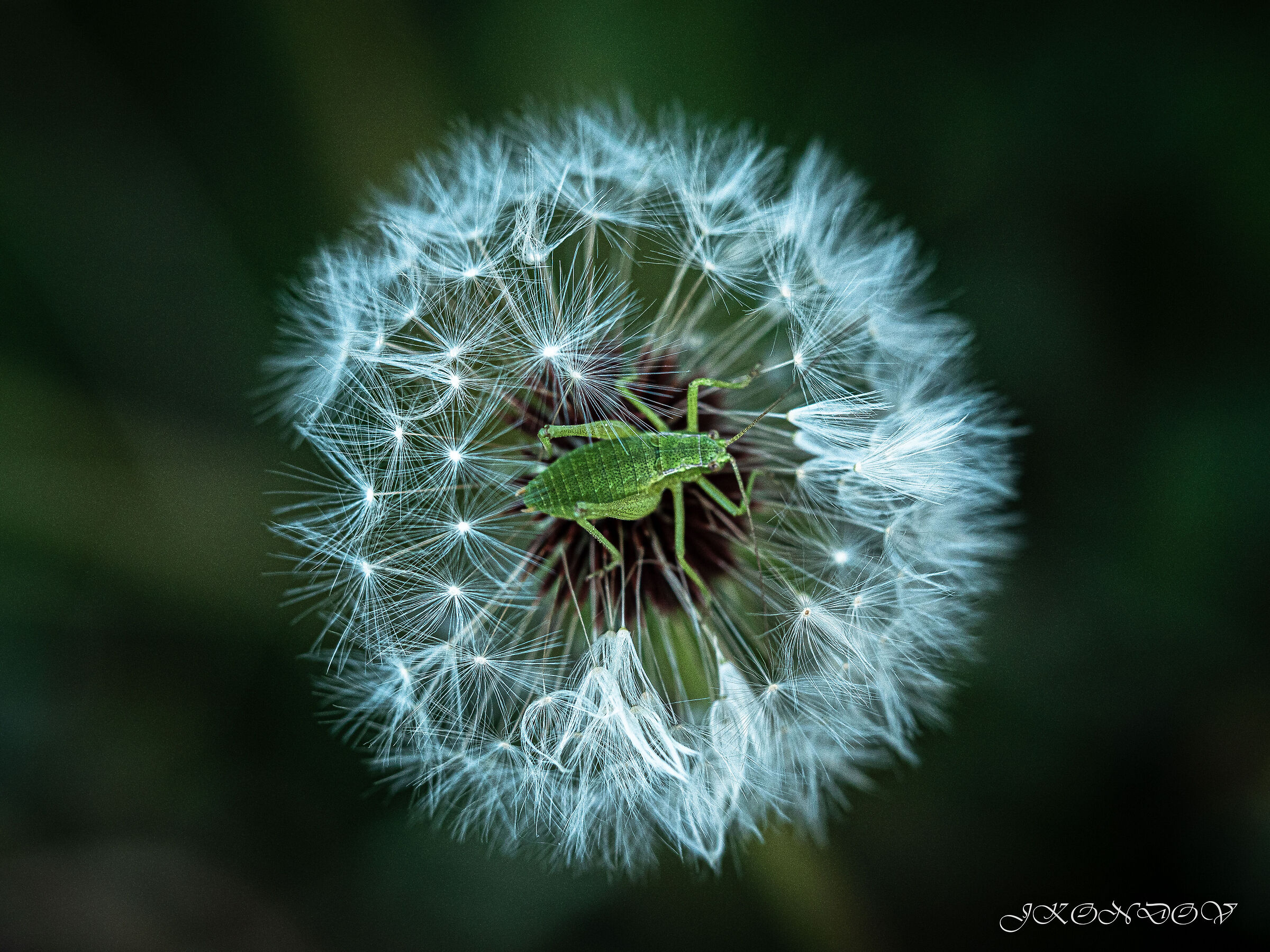 Untitled Photo