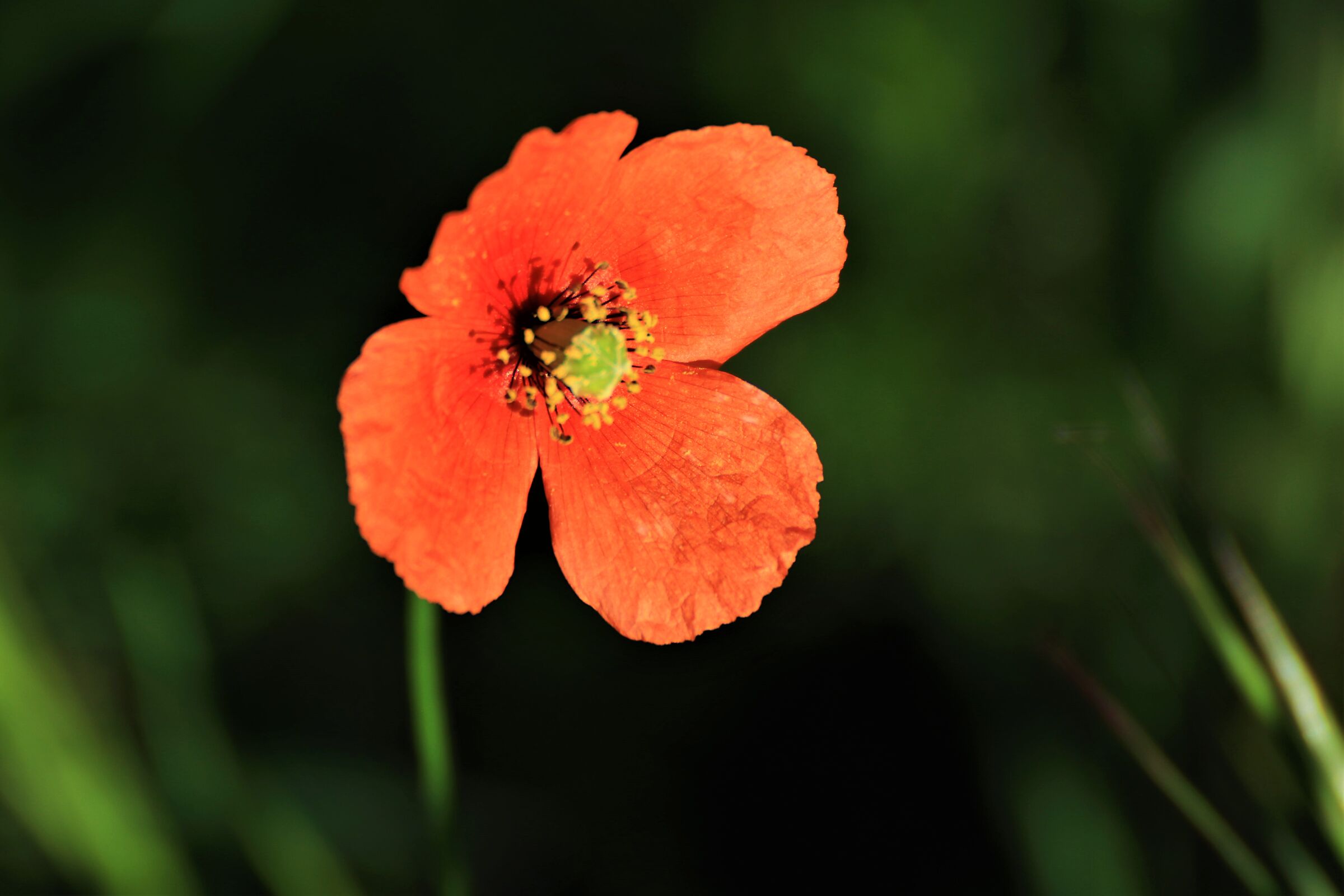 poppy
