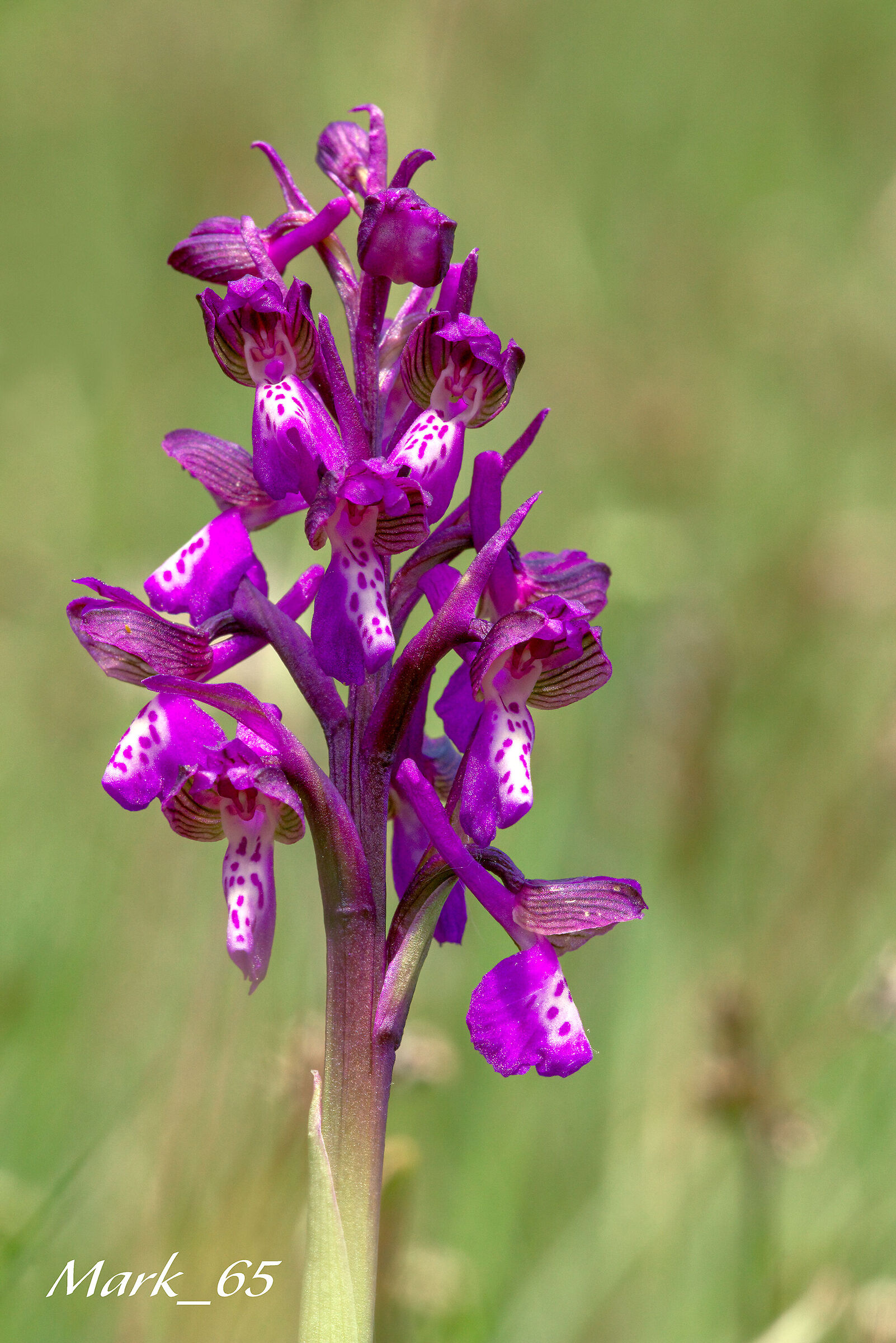 anacamptis morio