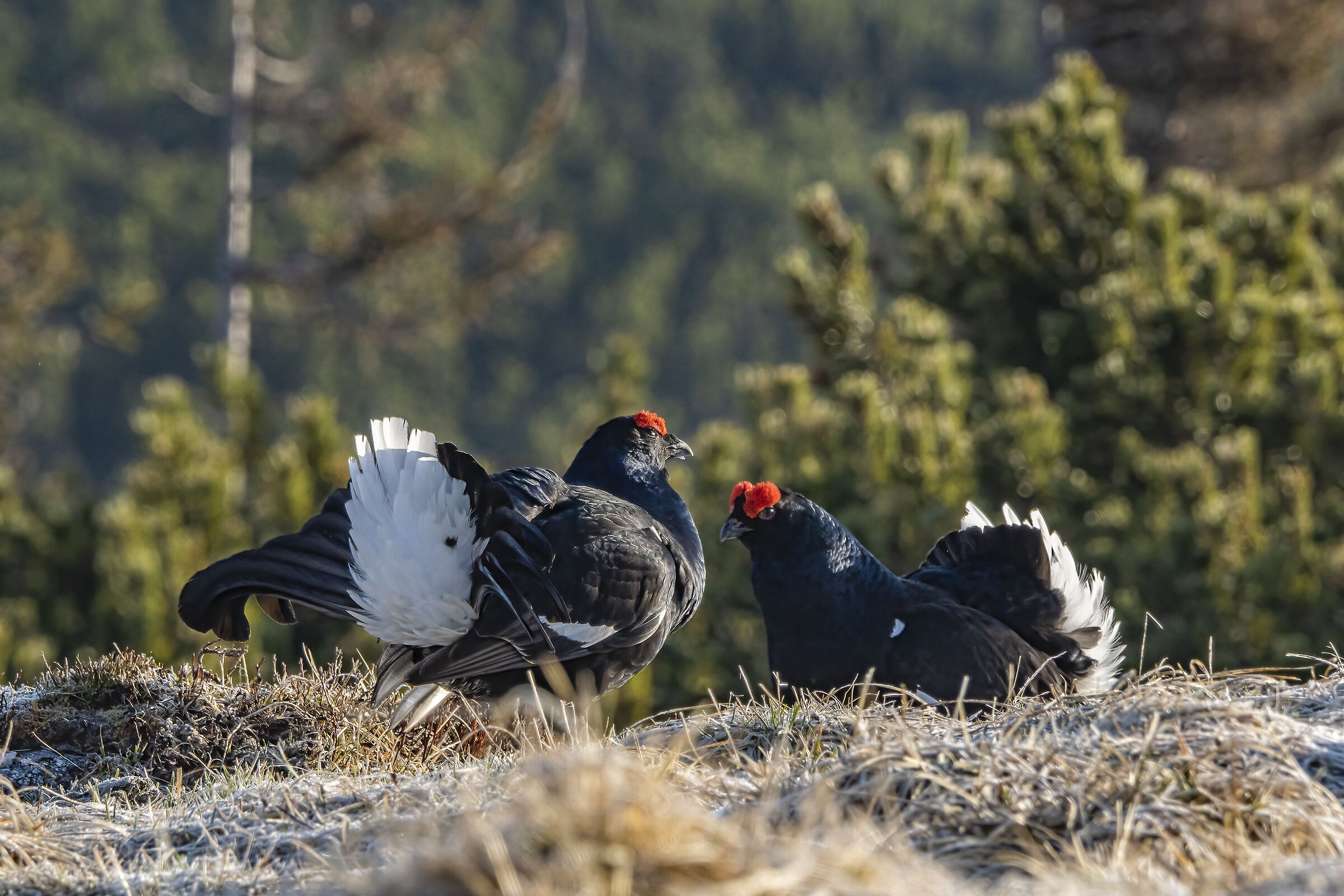 Galli forcelli , faccia a faccia