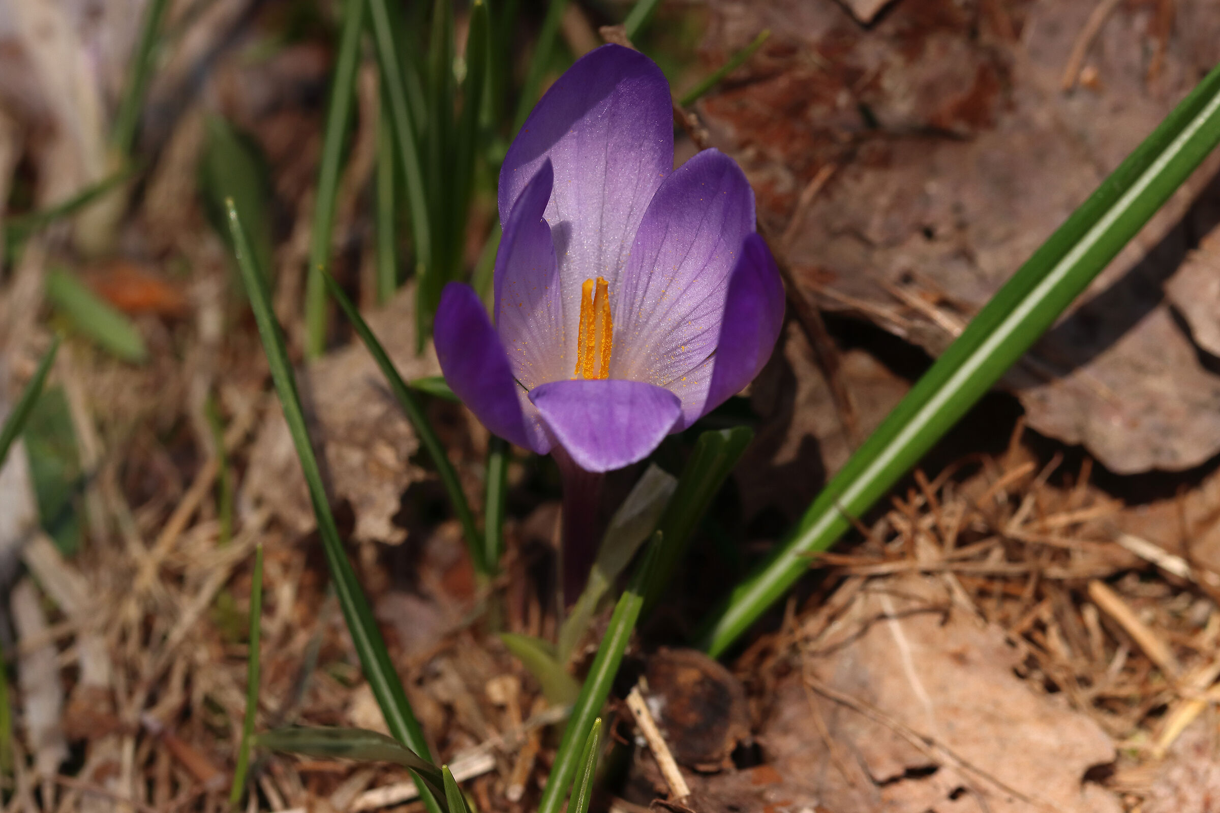 esplosione di crocus