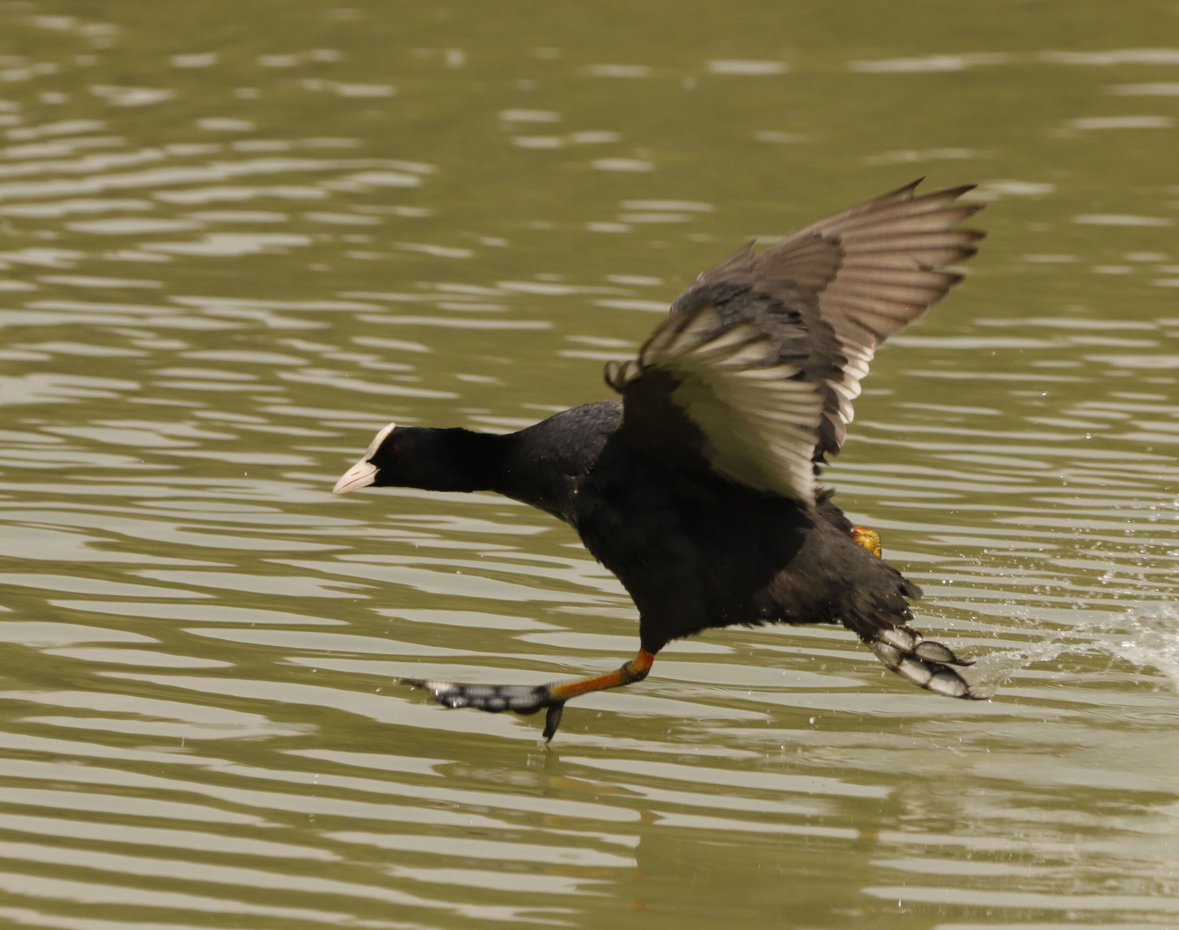 Folaga on the move 8/05/2021