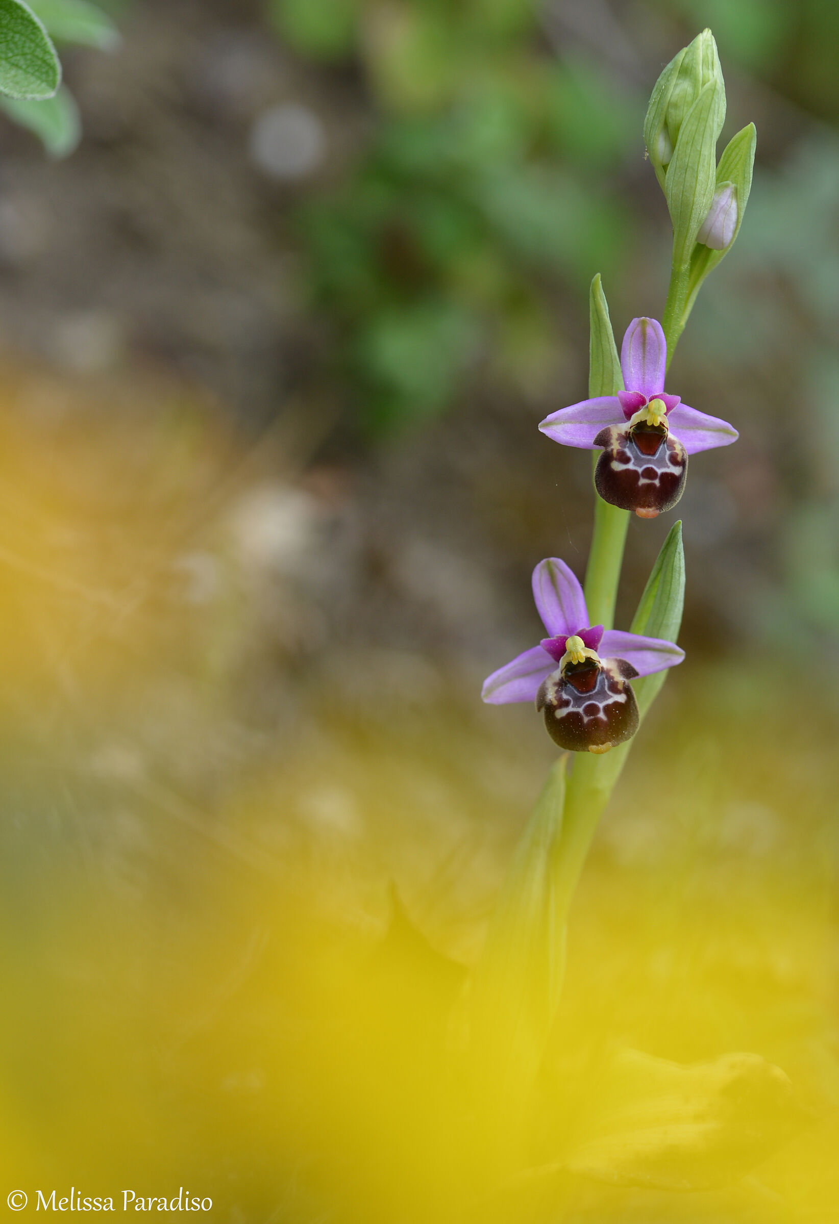 Ophrys