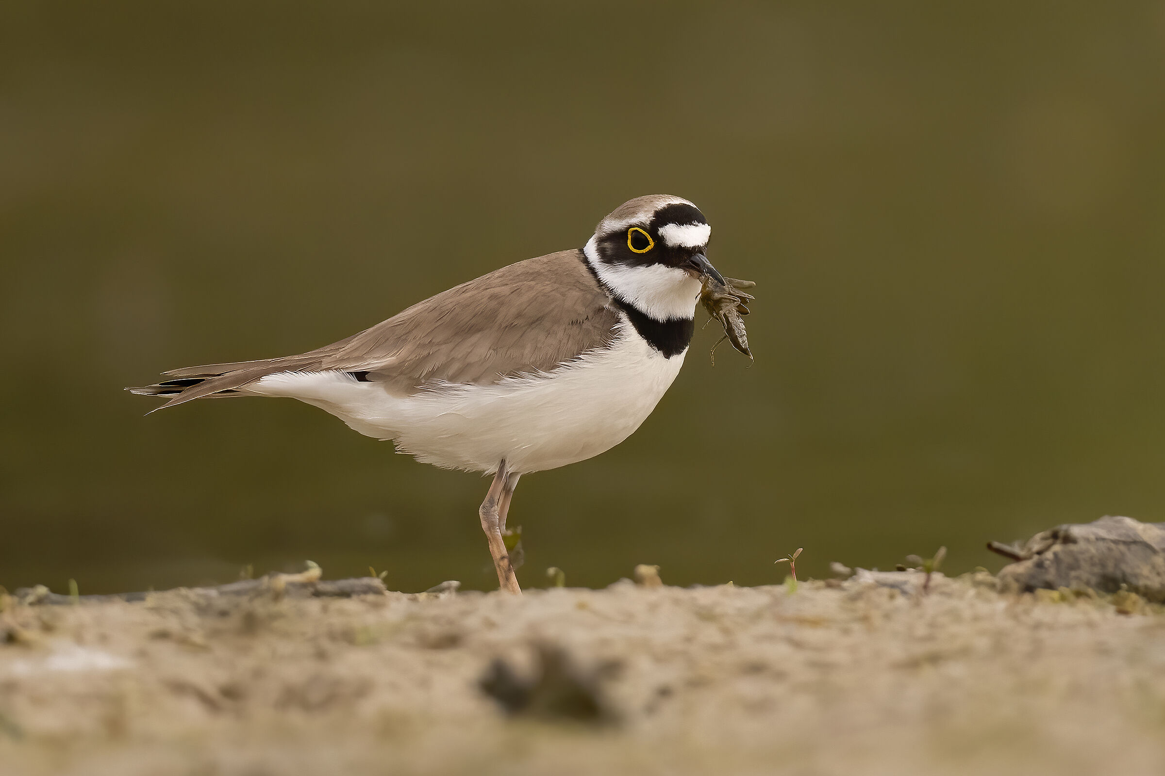 corriere piccolo con preda