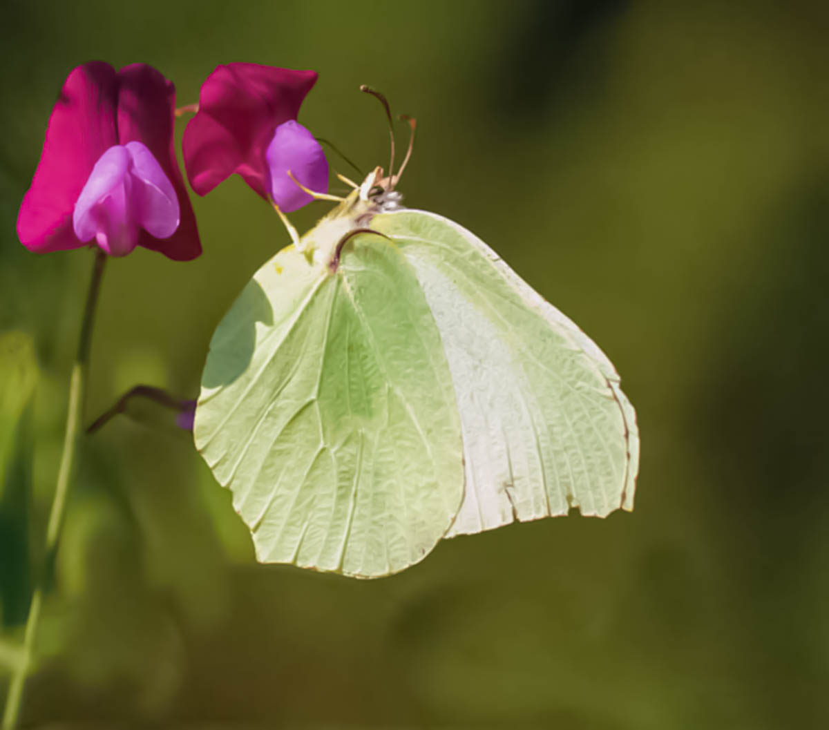 Gonepteryx cleopatra