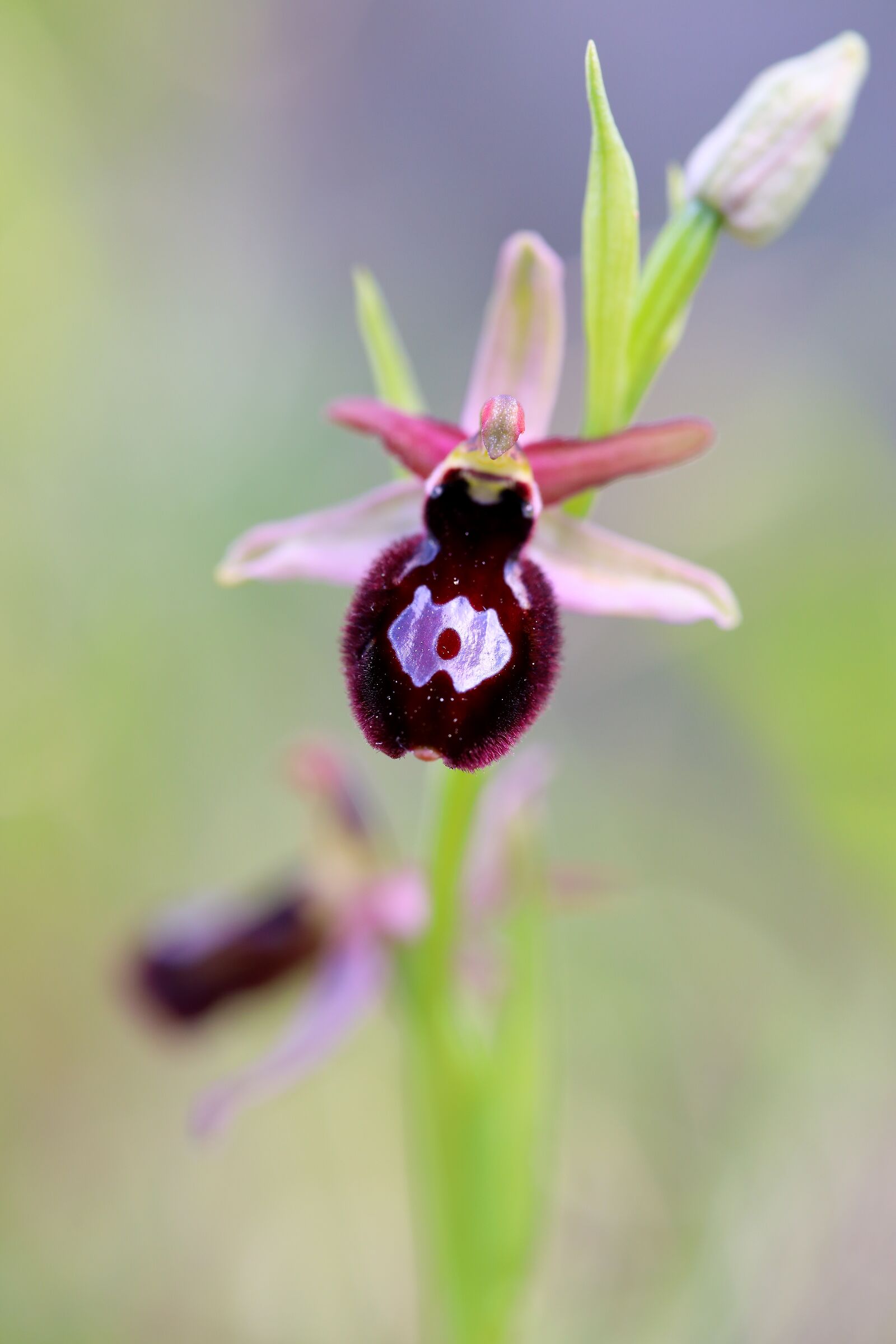 Ophrys bertolonii x incubacea