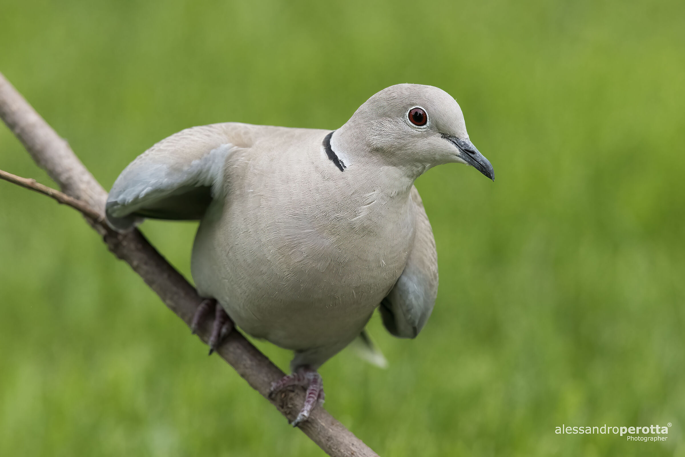 Streptopelia decaocto