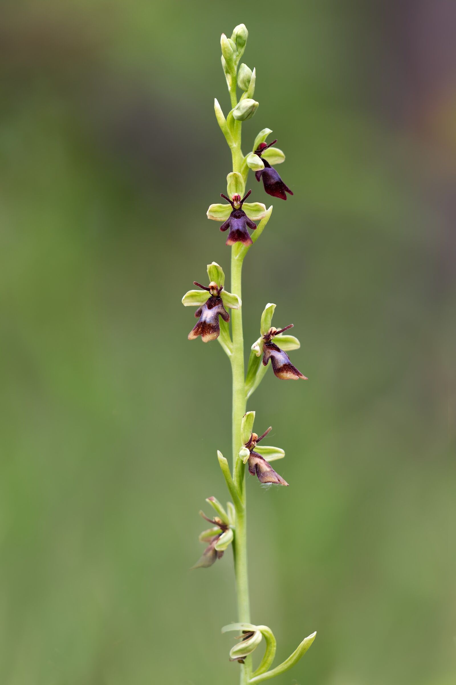 Ophrys Insectifera