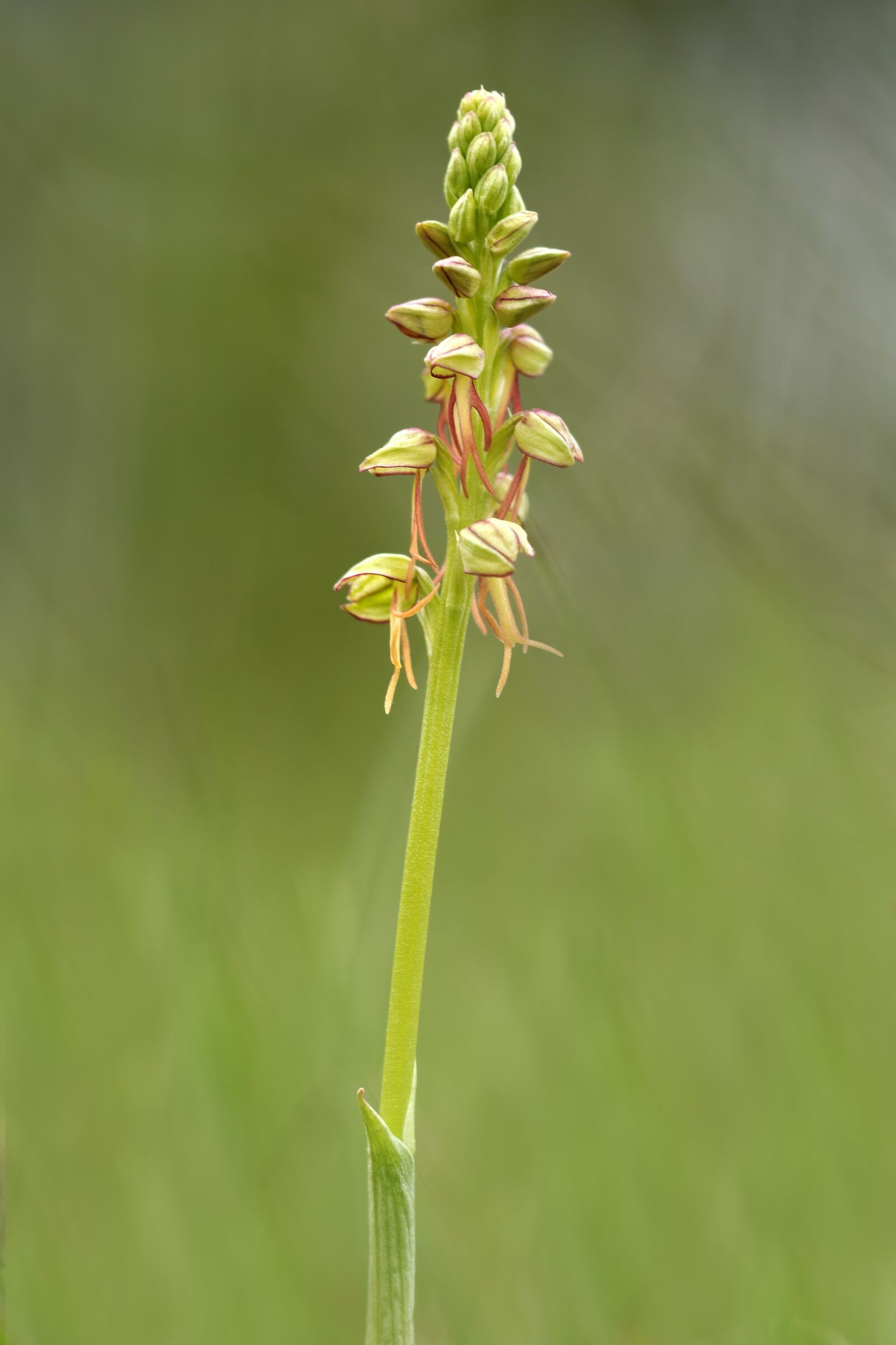 Orchis Anthropophora