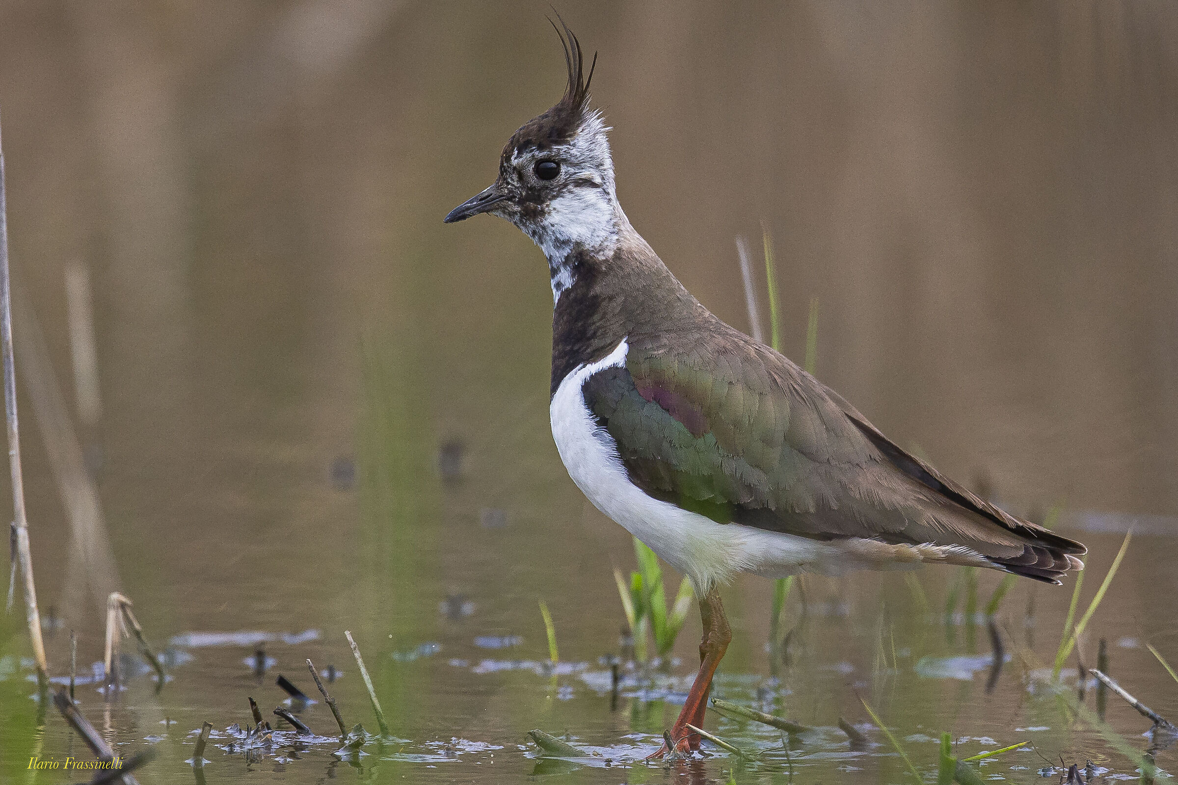 lapwing