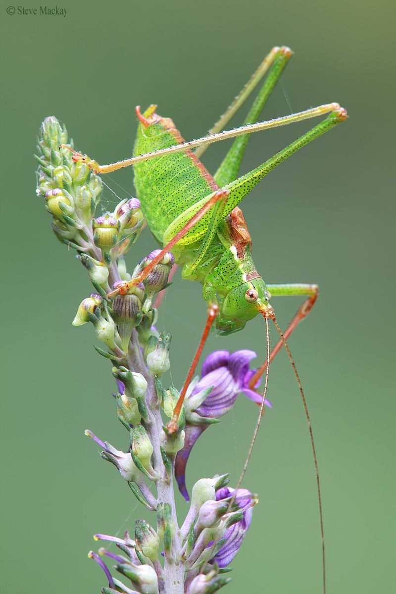 Maschio Speckled Bush Cricket (Leptophyes punctatissima)