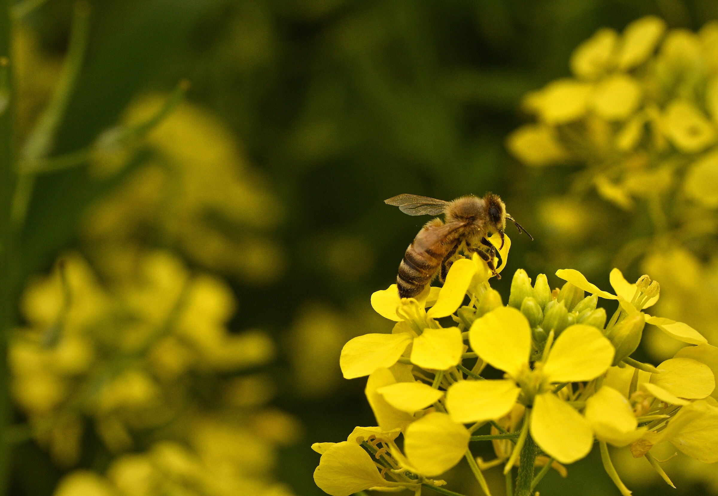 Mi riposo un po' ...