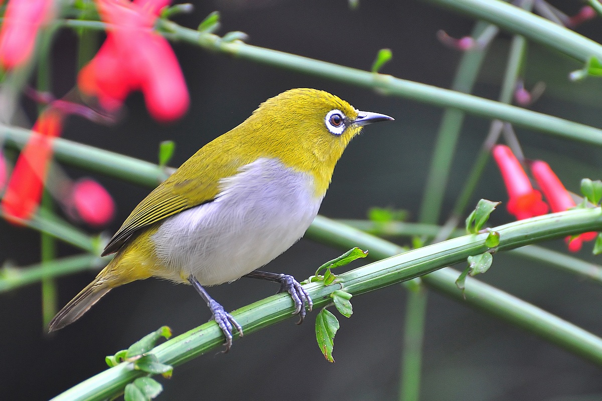 indian white eye