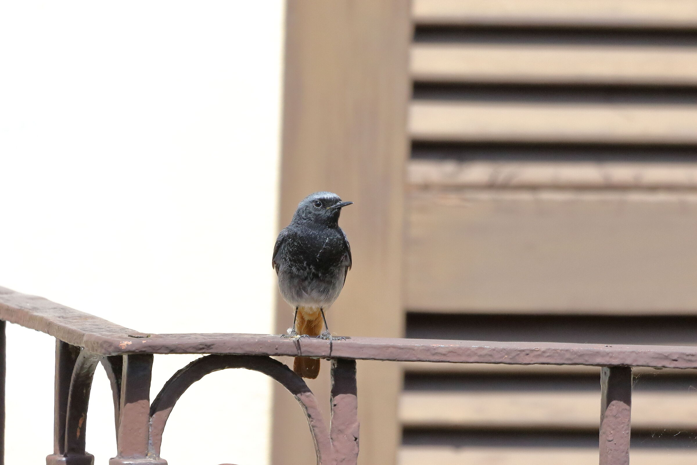 redstart