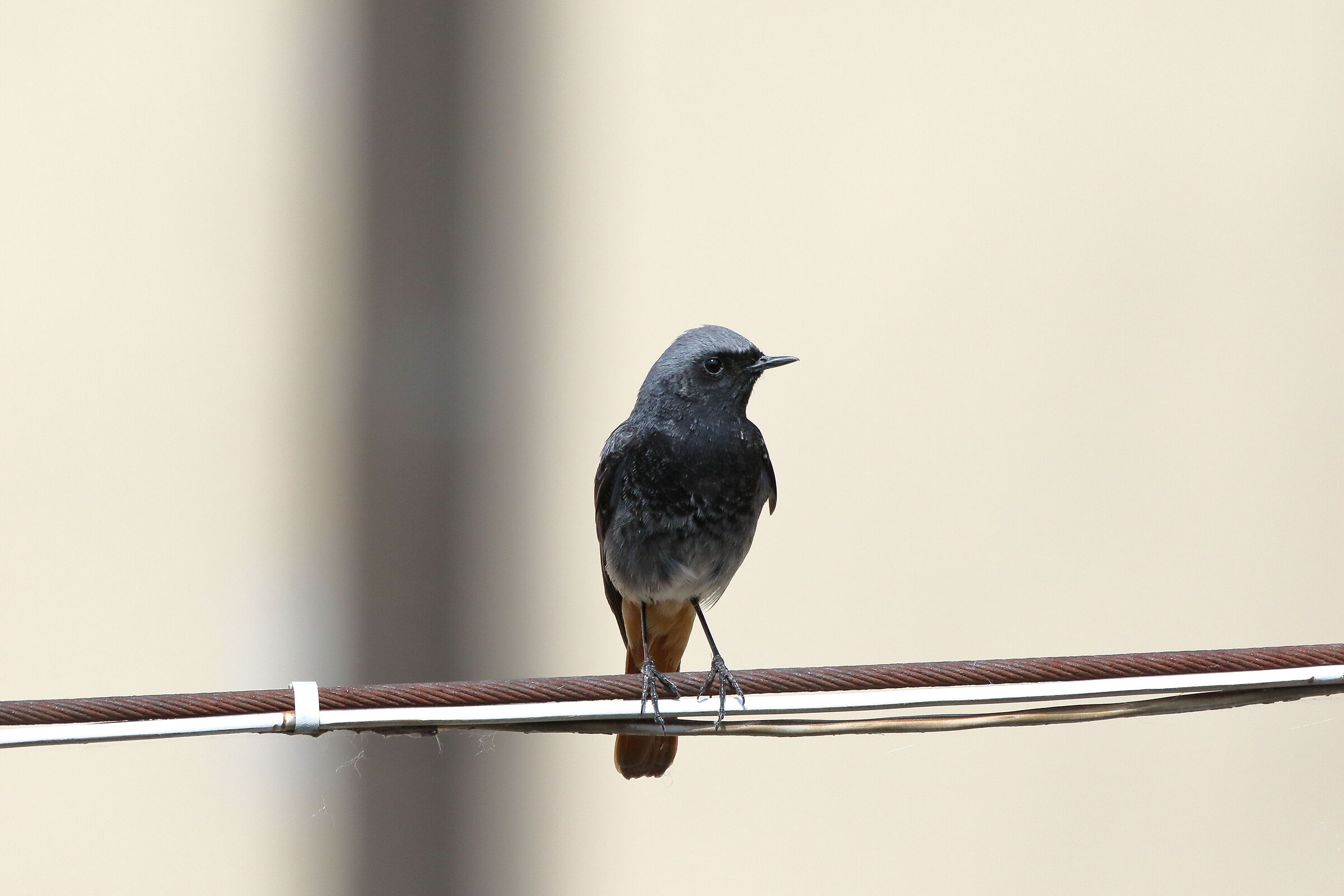 redstart