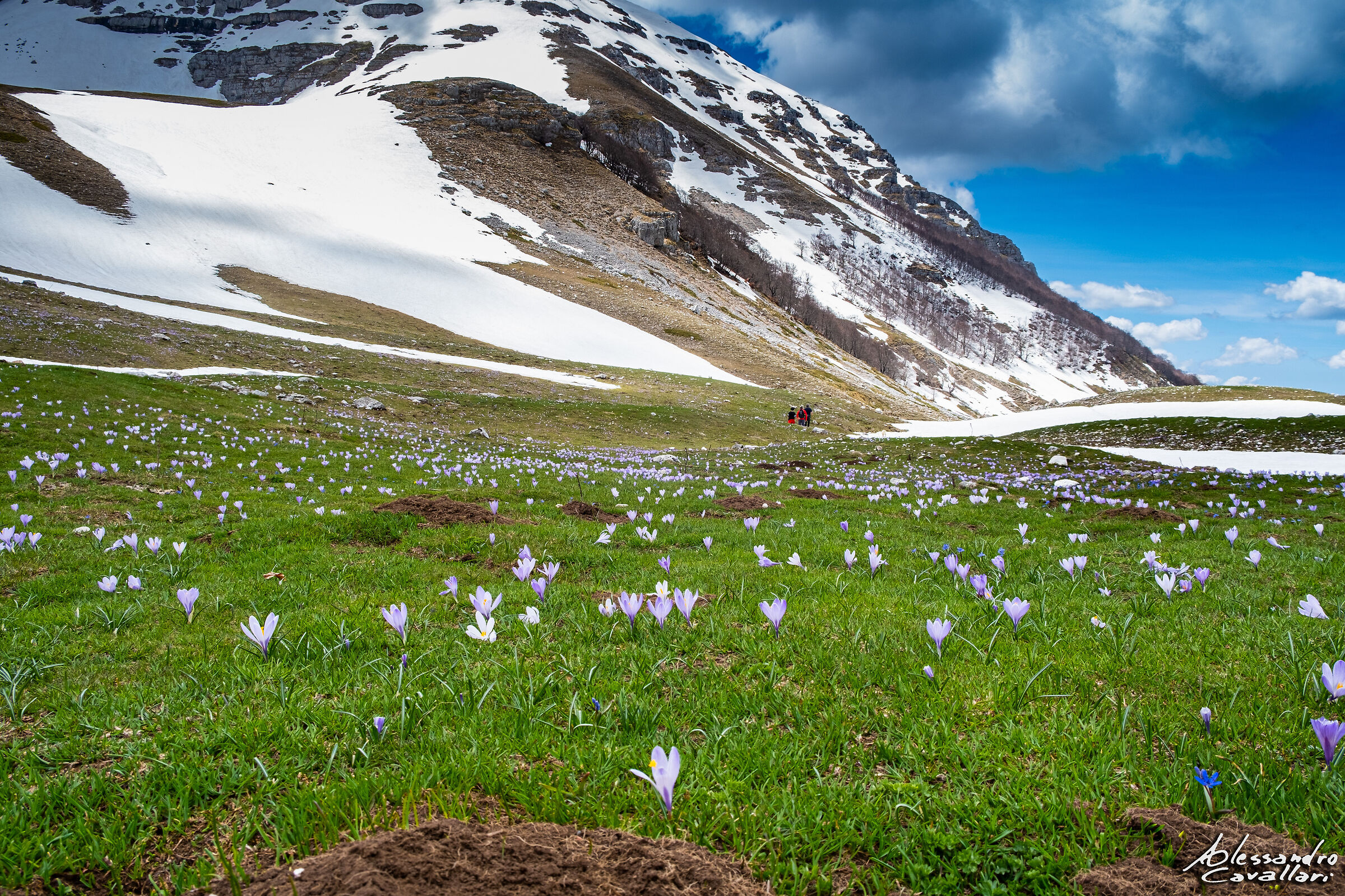 Crocus in bloom in the Duchess's Mountains (RI)