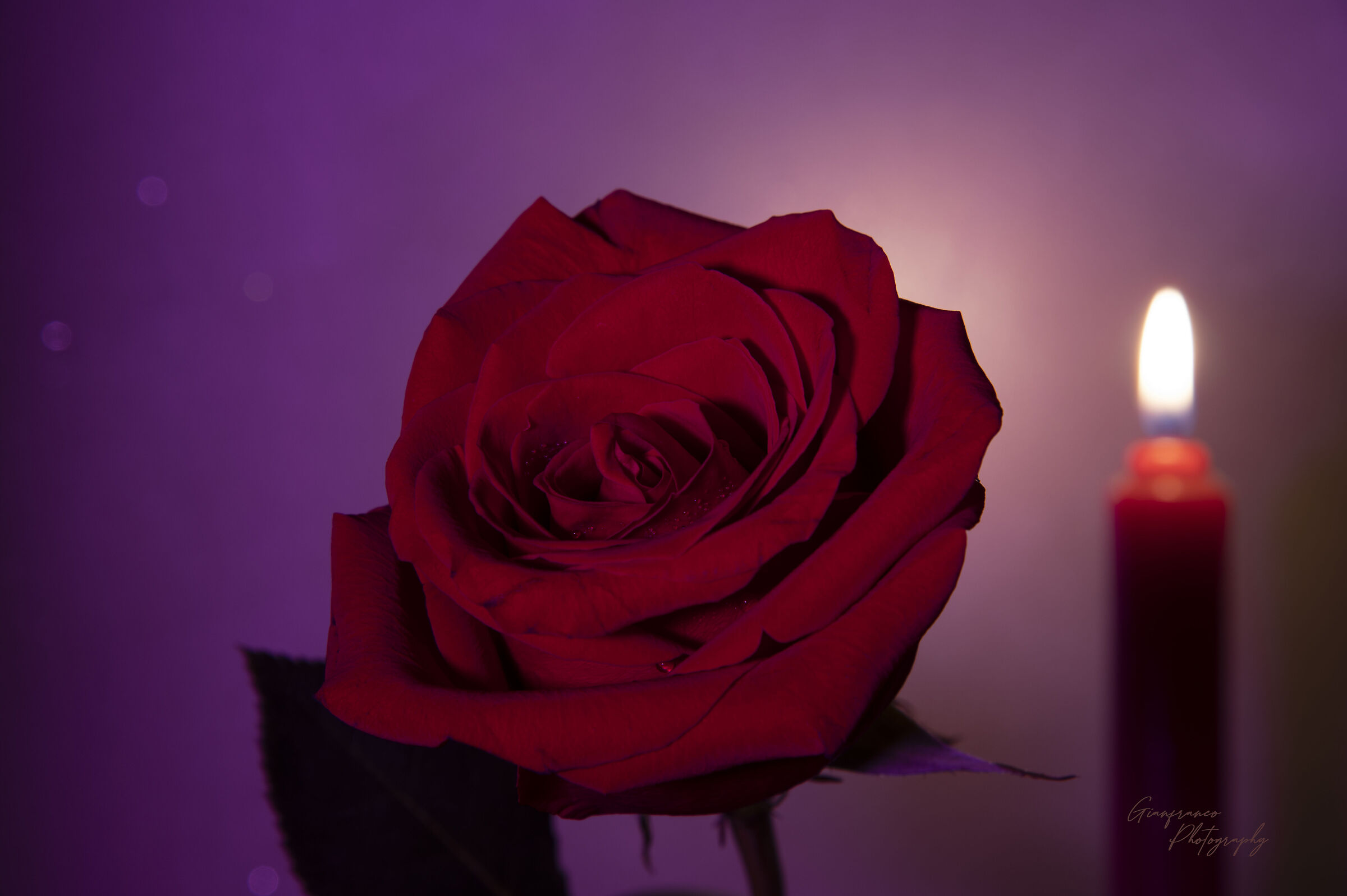 Roses, lights and passion !