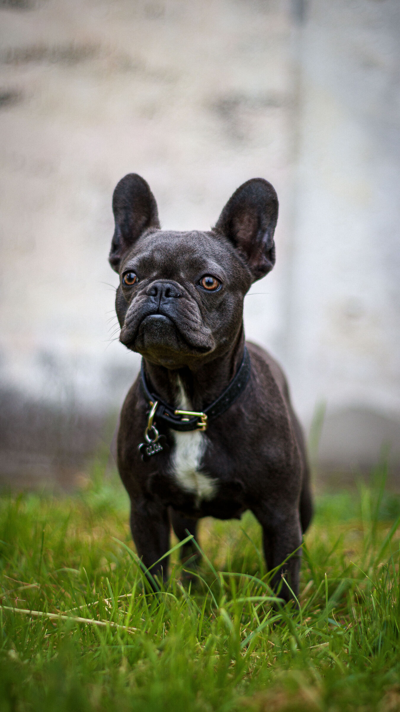 Olga #bulldog francese