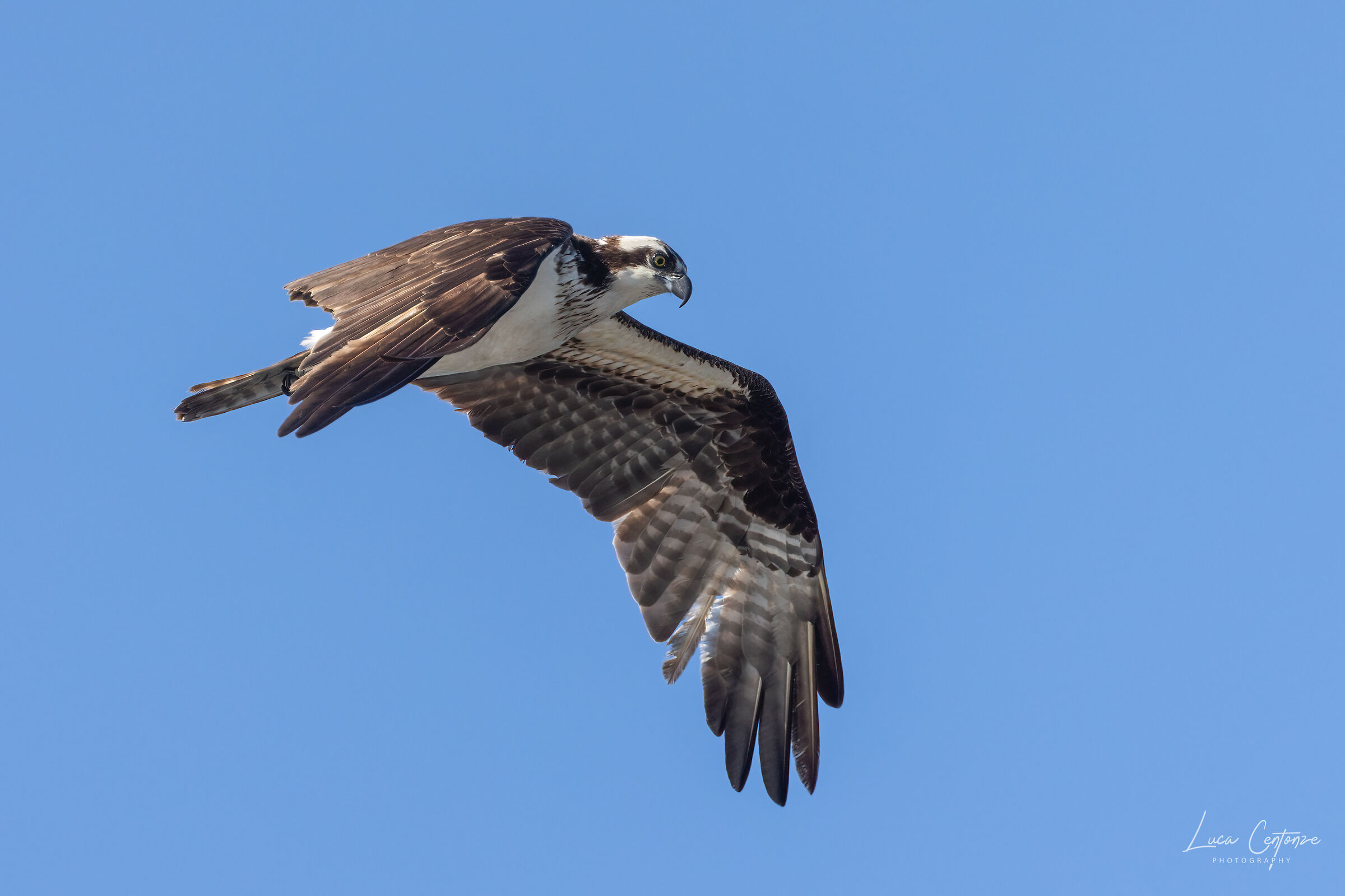 Osprey (Falco Pescatore)
