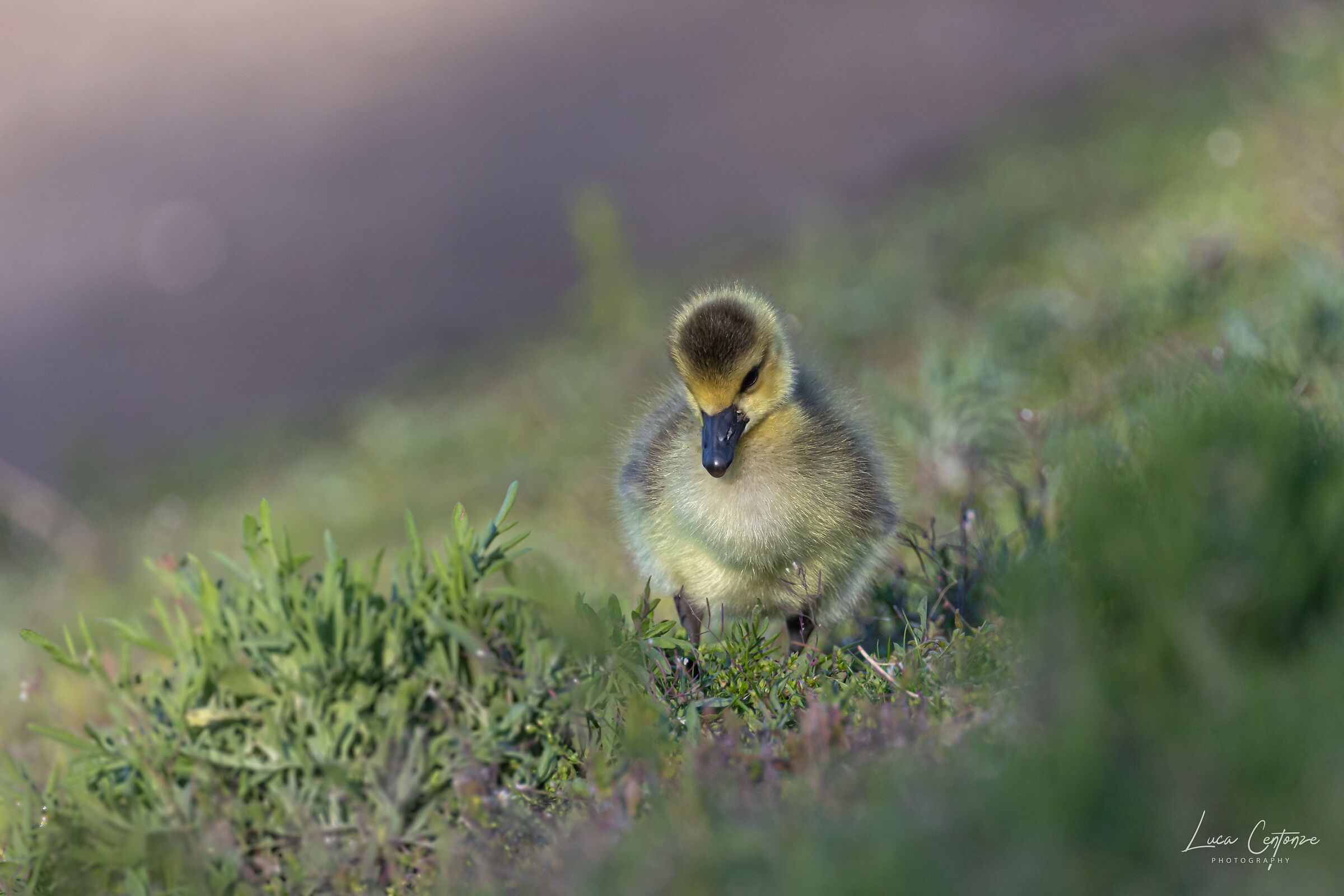 Pulcino di Oca Canadese (Canada Goose chick)