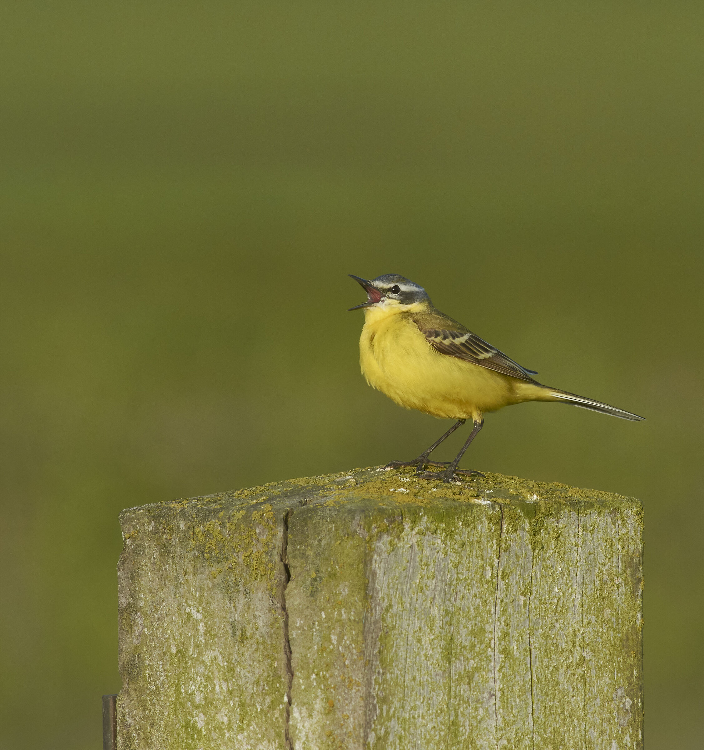 Yellow Wagtail