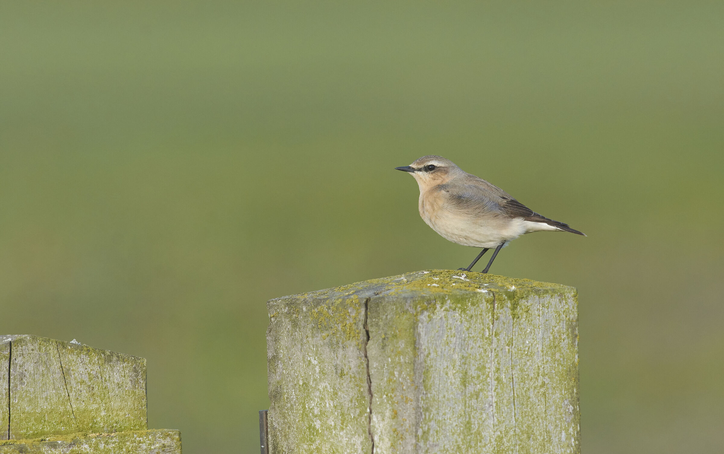 Northern wheatear
