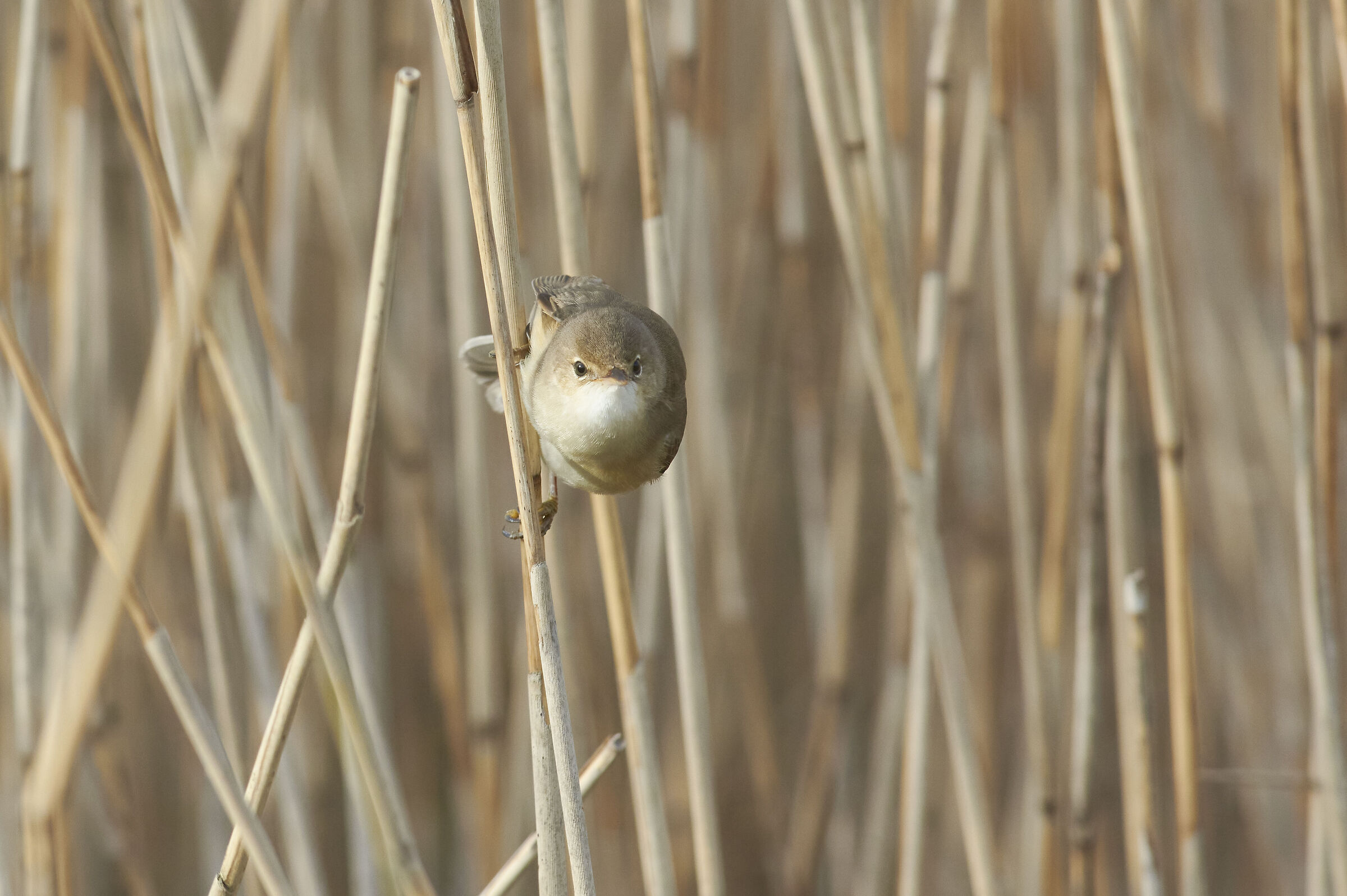Reed Warbler