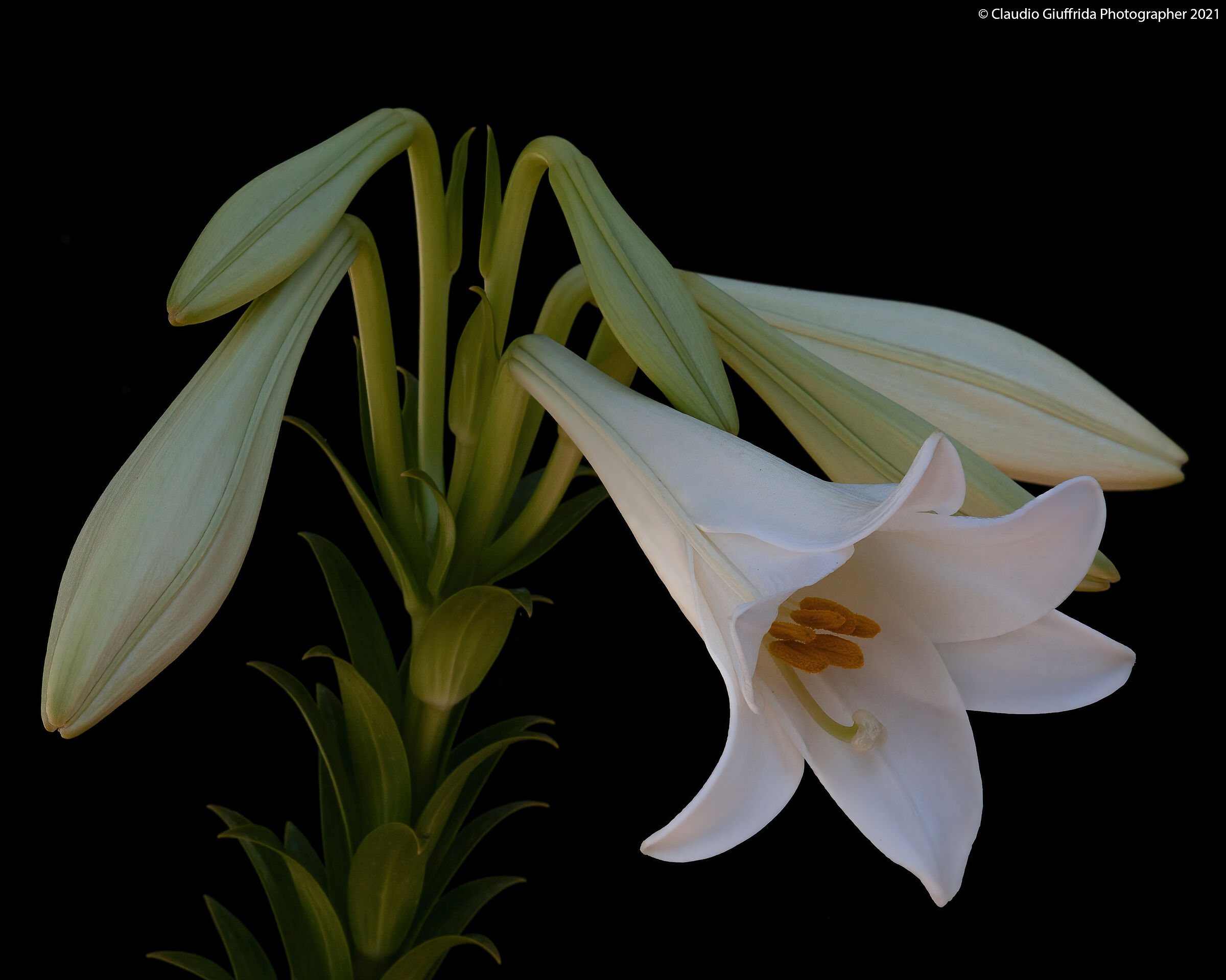 Lilium