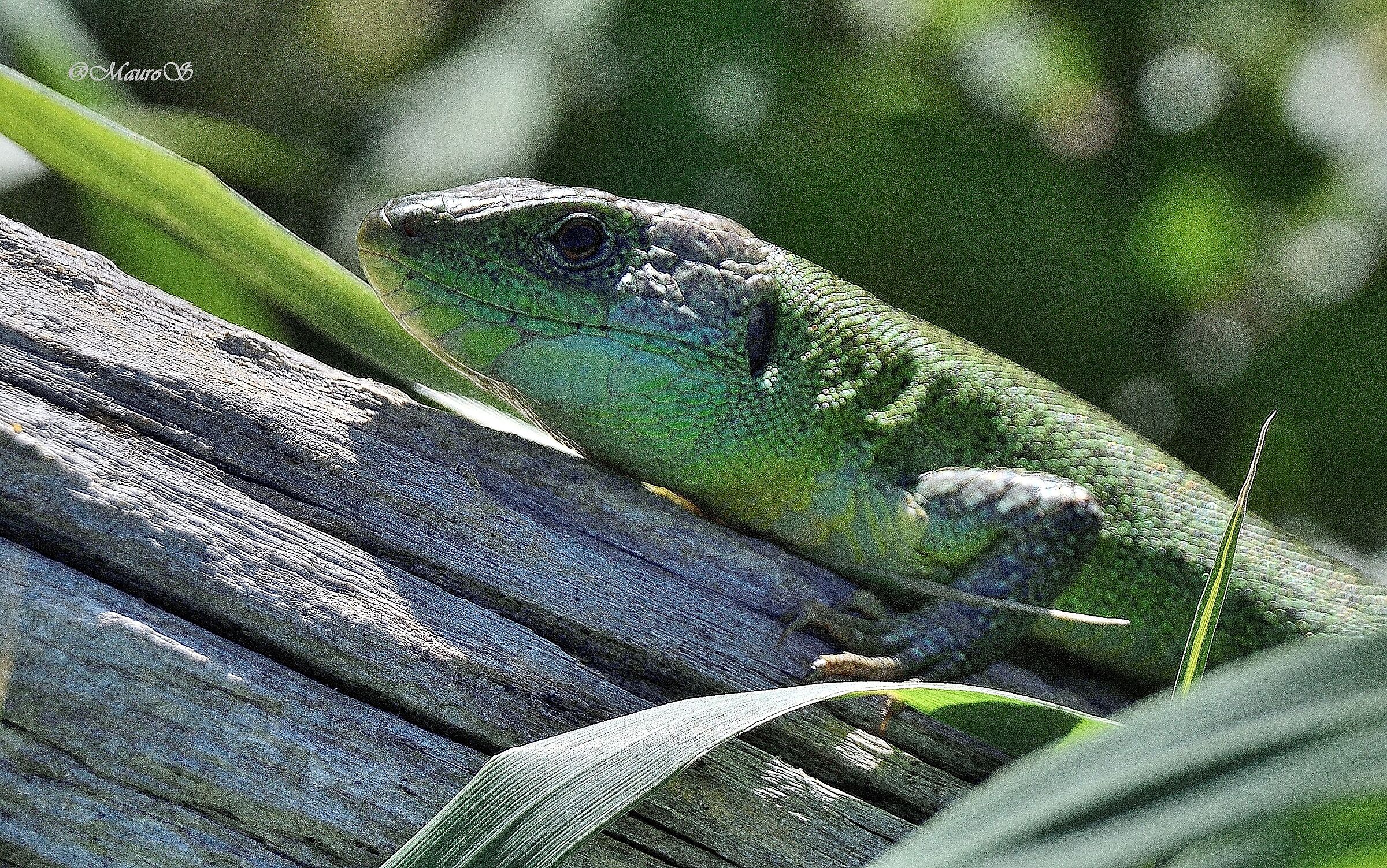 Ramarro