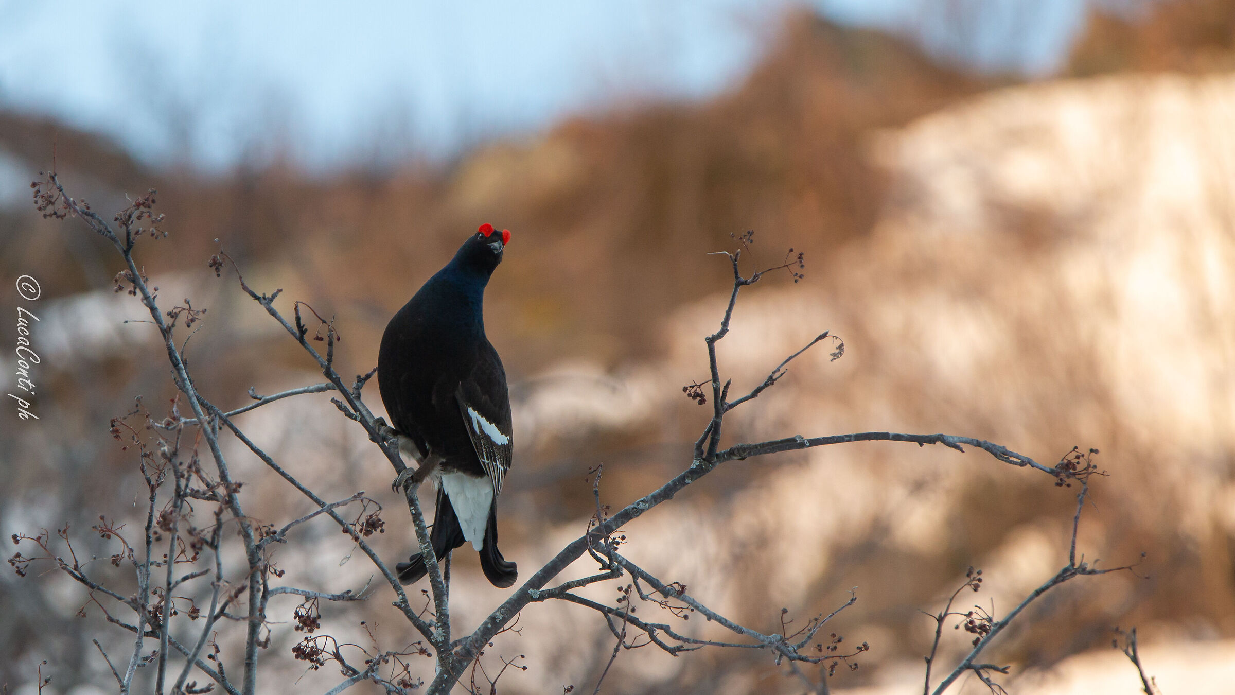 Arena Gallo Forcello