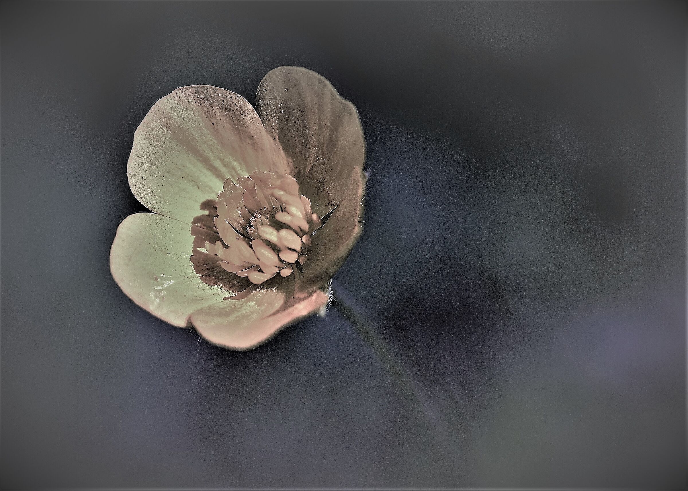 Covid effect... even the flowers are sad!