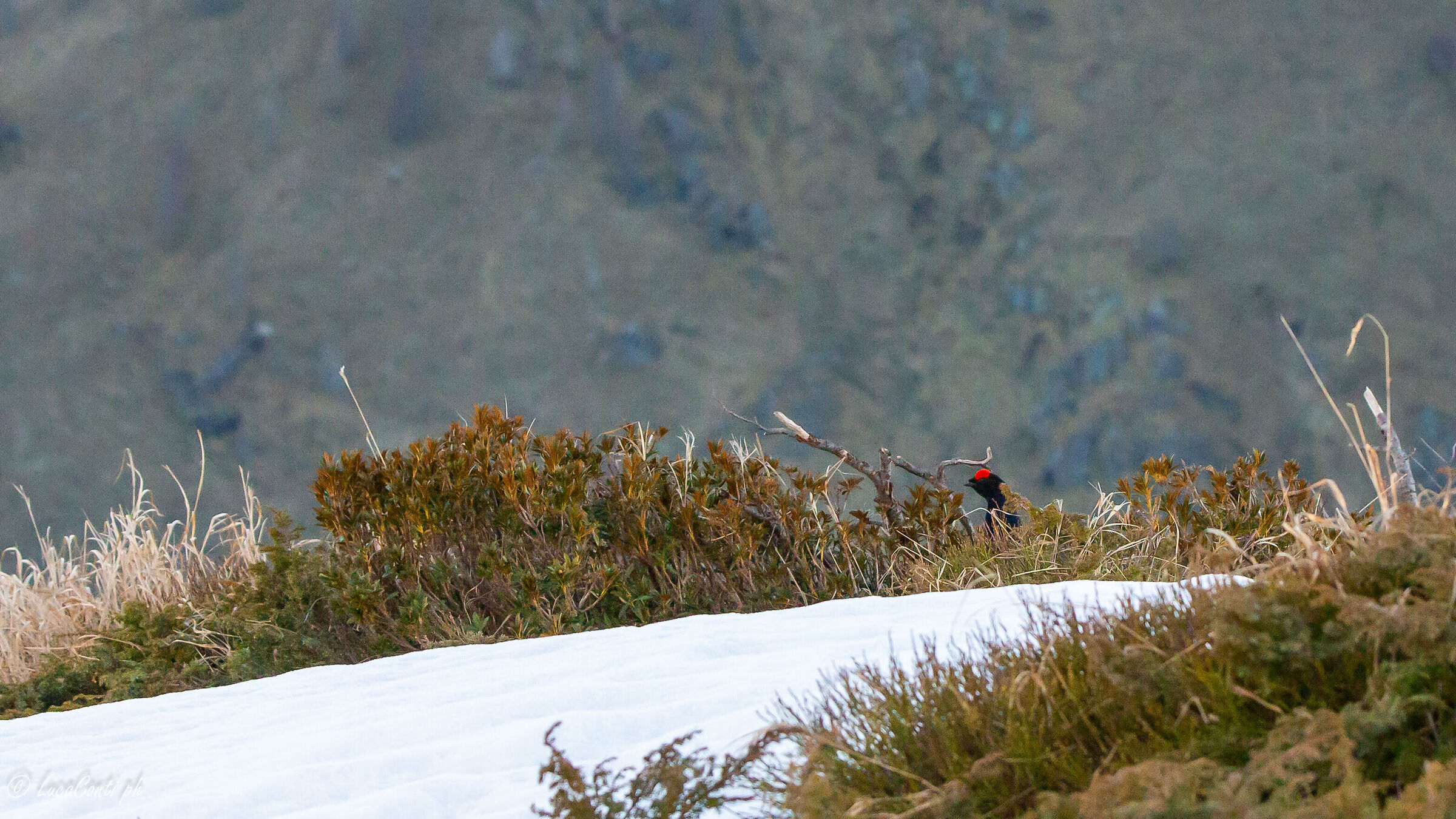 Arena Gallo Forcello