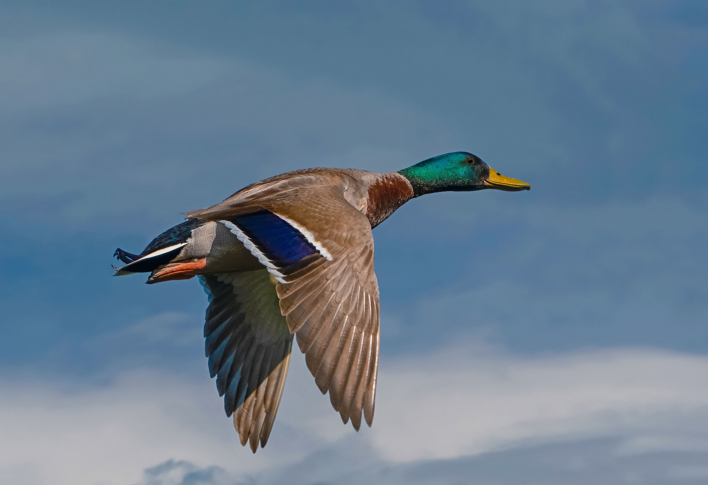 Germanus in flight