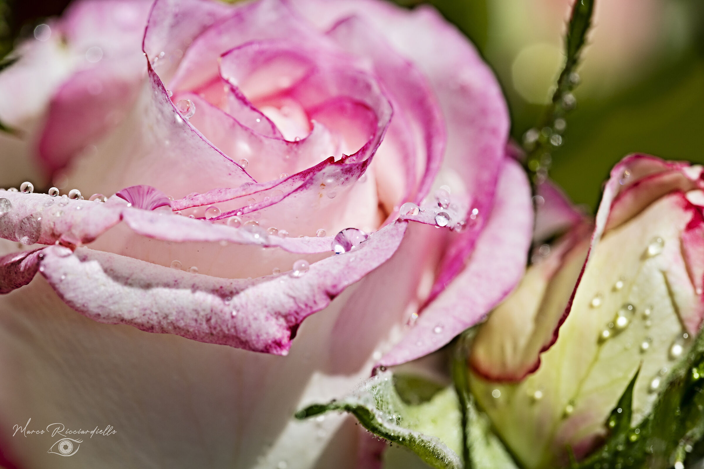 Untitled Photo