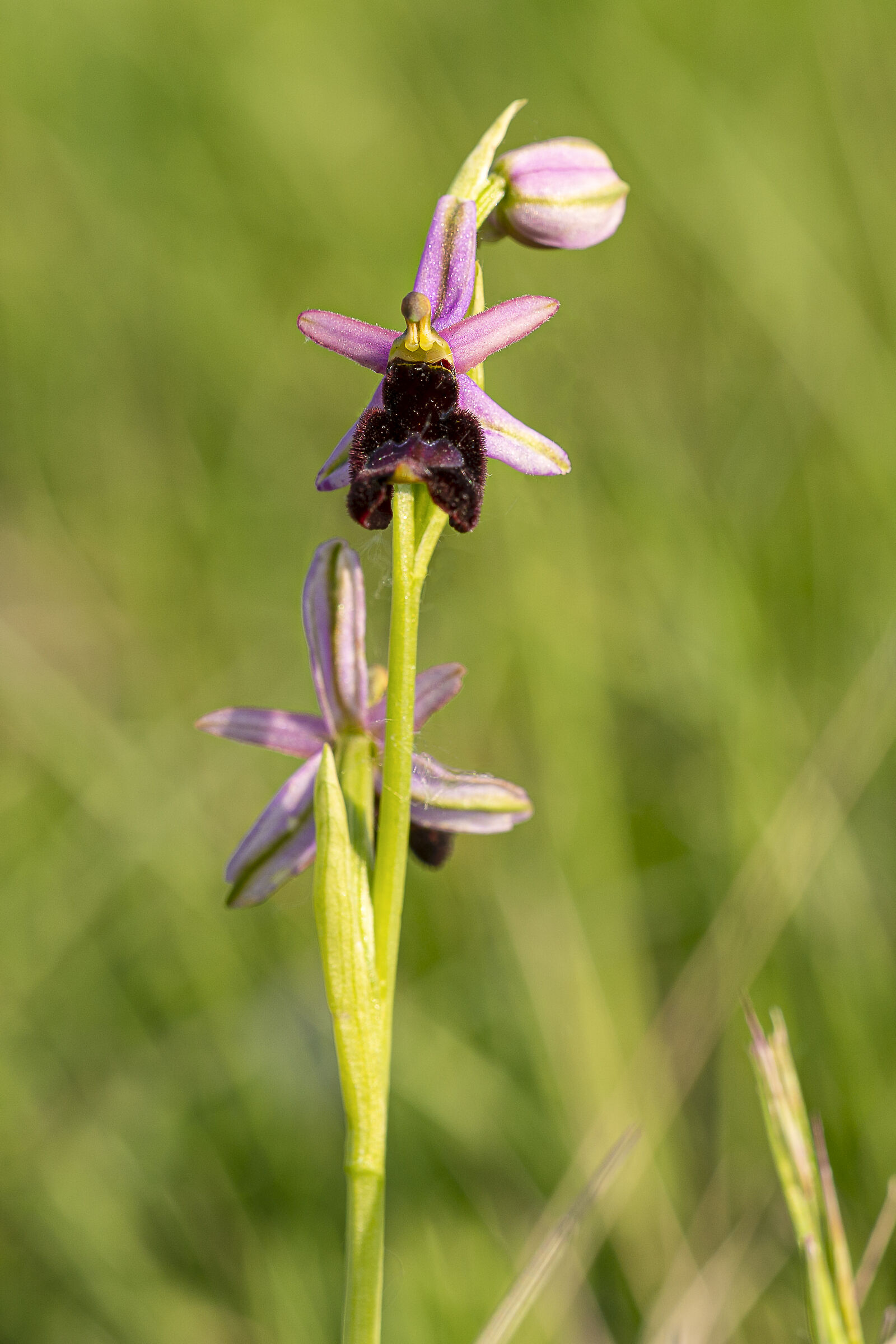 ophrys benacensis