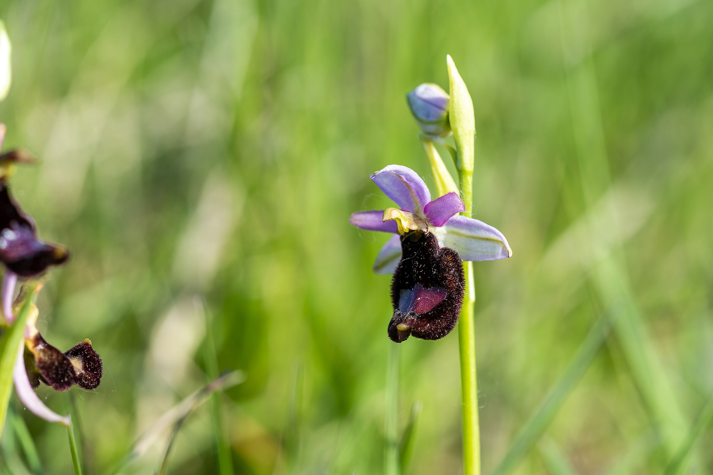 ophrys benacensis 2