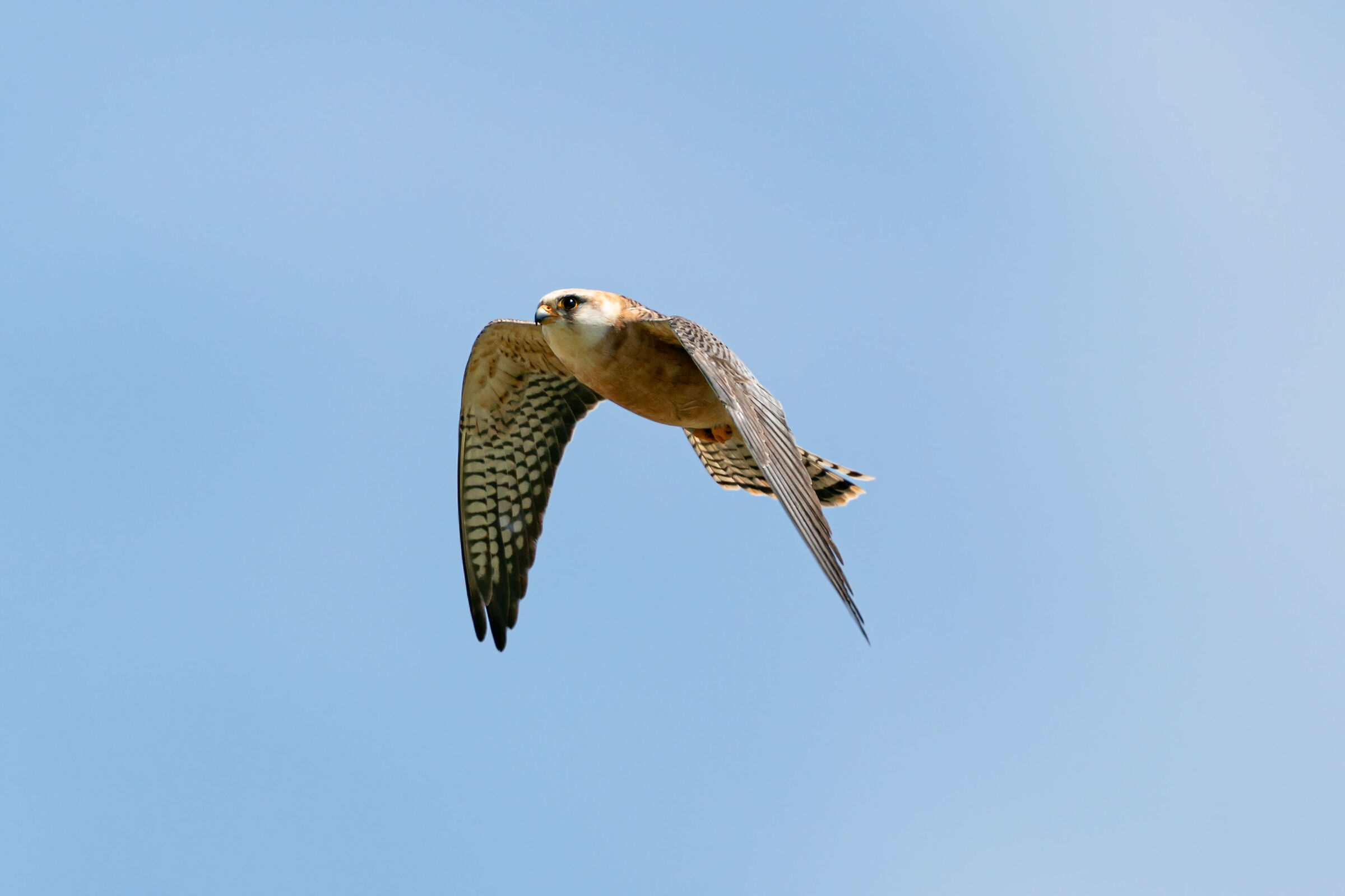 Falco Cuculo